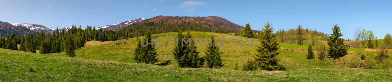 panorama of mountainous landscape in springtime. lovely scenery with spruce forest on grassy slopes. mountain ridge with snowy tops in the distance