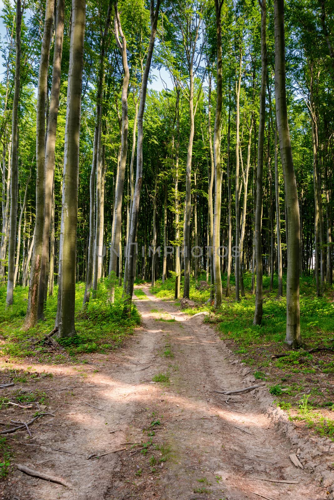 dirt road through beech forest by Pellinni