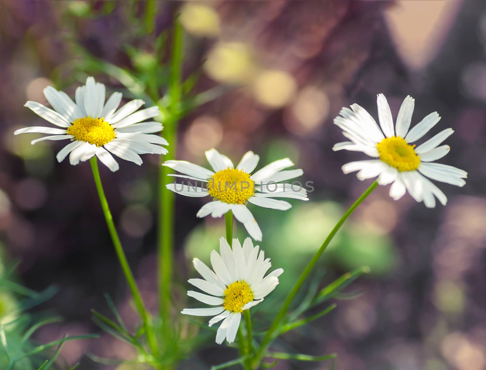 Four Chamomiles flowers blossom in natural environment summer day