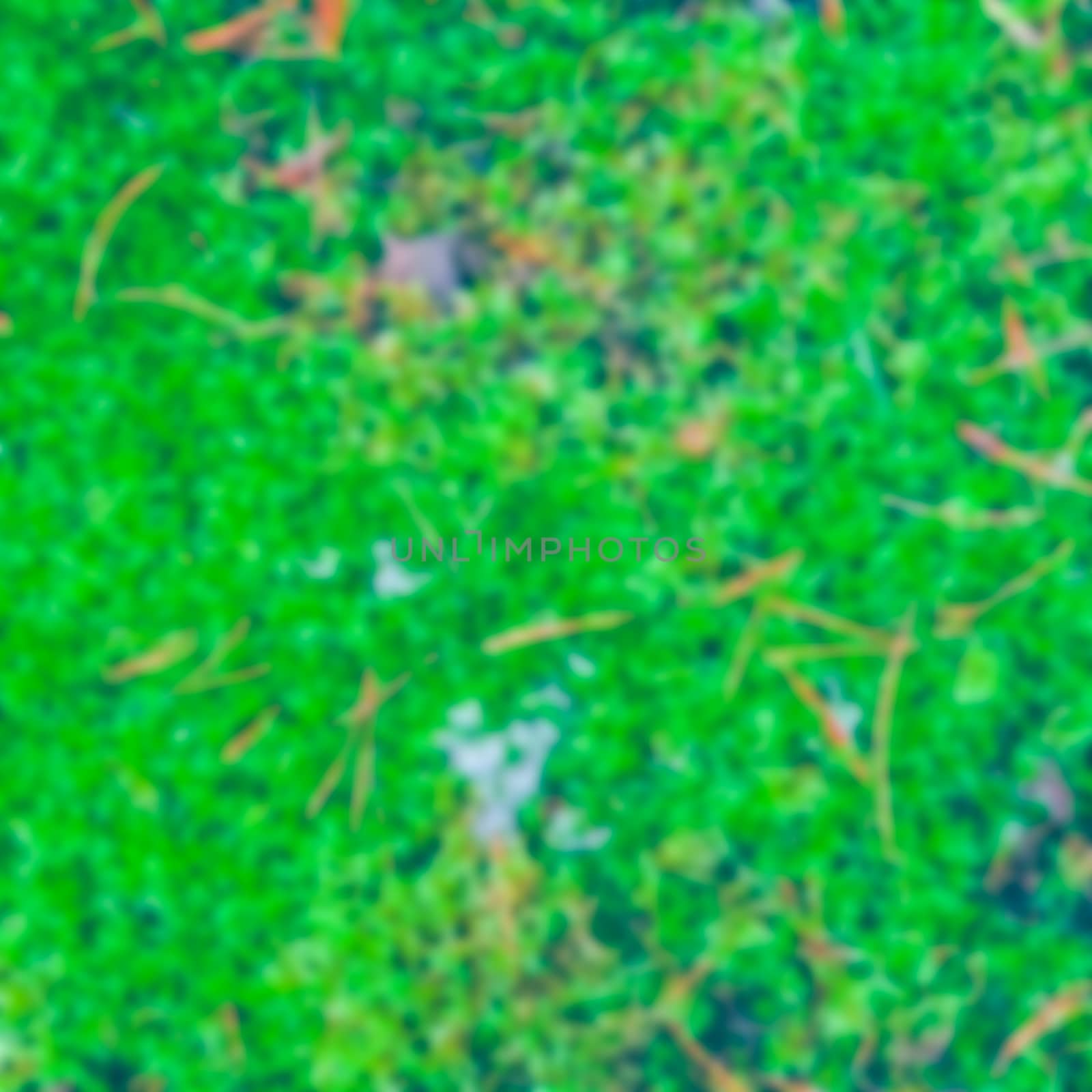 Green moss - blurred image by sengnsp