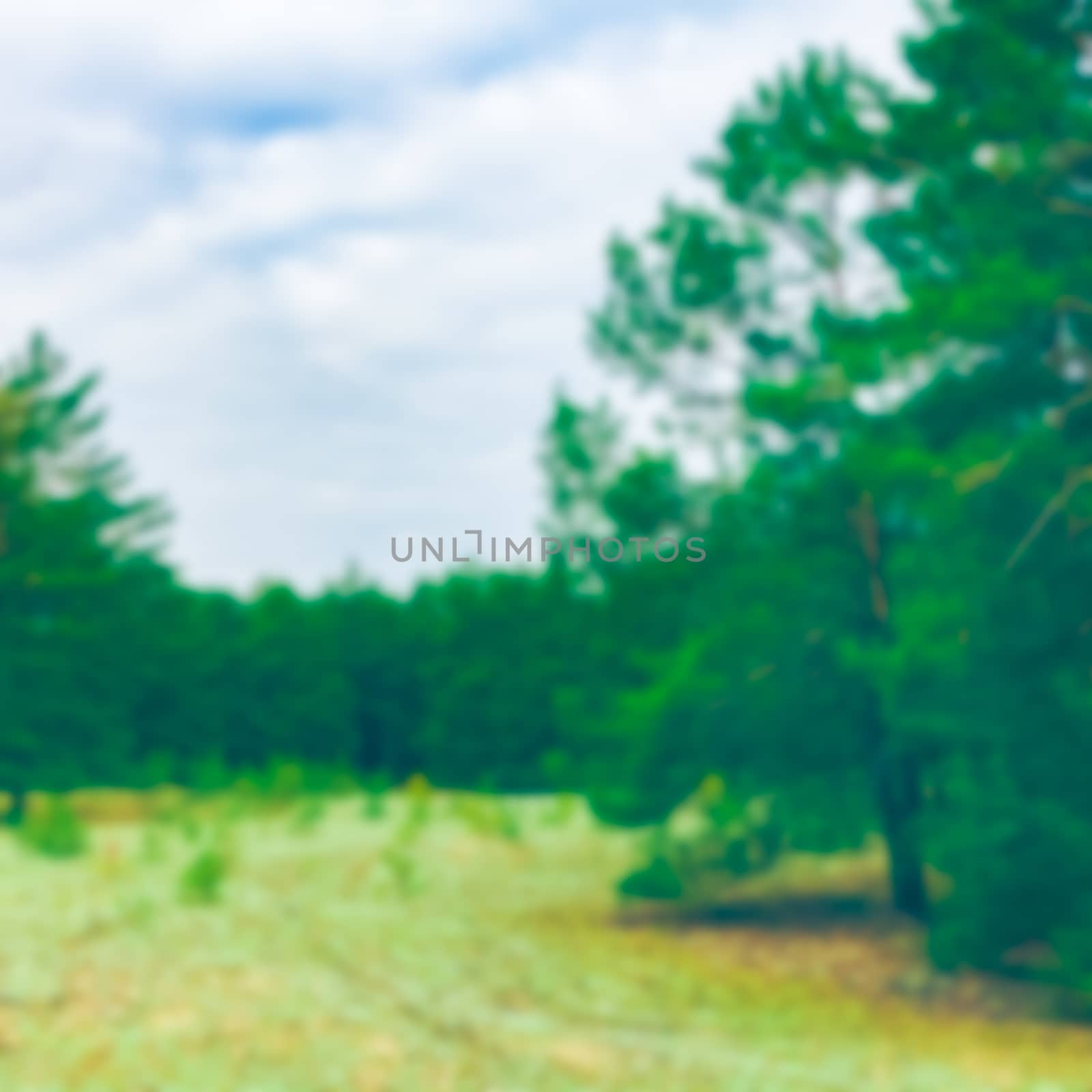 Green pine forest - soft lens bokeh image. Defocused background