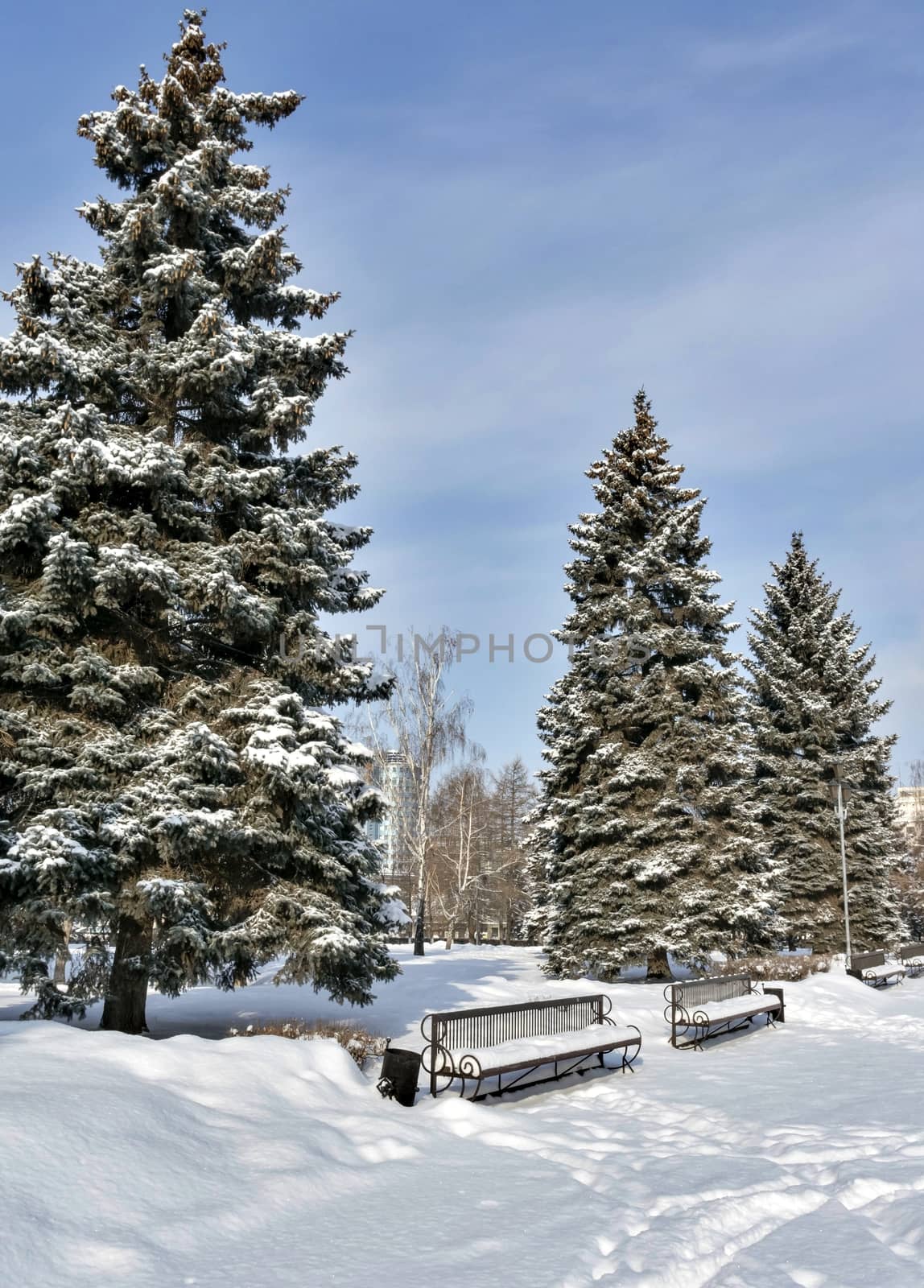 spruce alley with benches covered with fresh fluffy snow in the city Park on a Sunny frosty morning by valerypetr