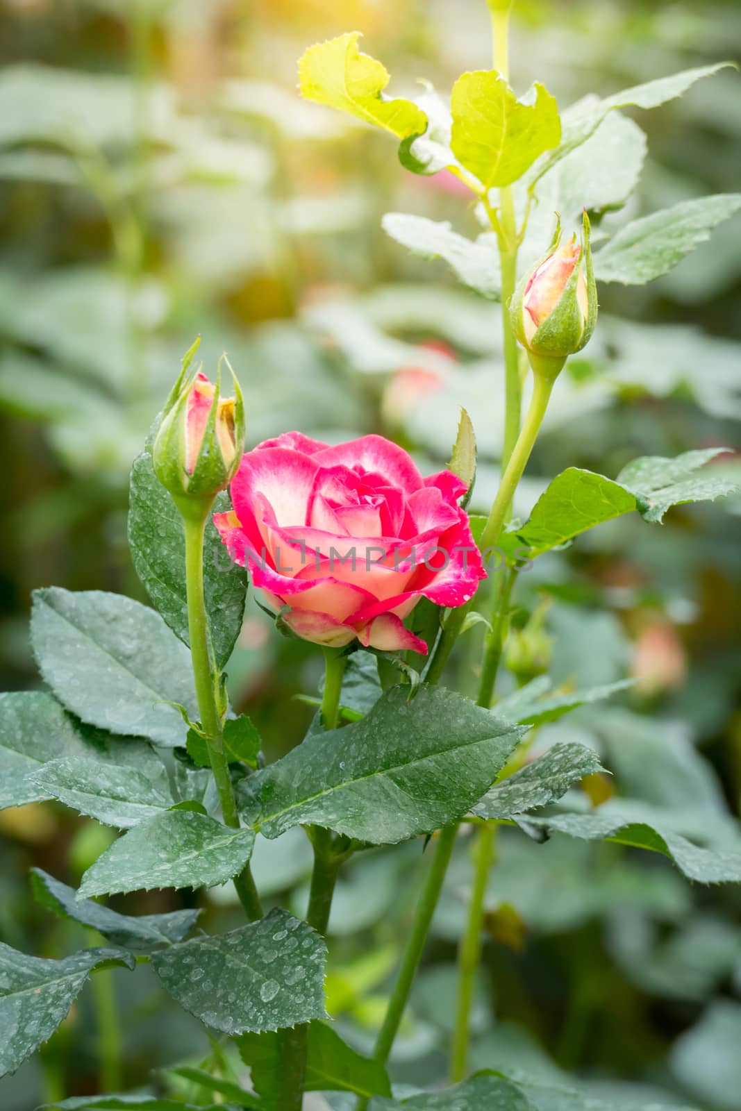 Roses in the garden, Roses are beautiful with a beautiful sunny day.