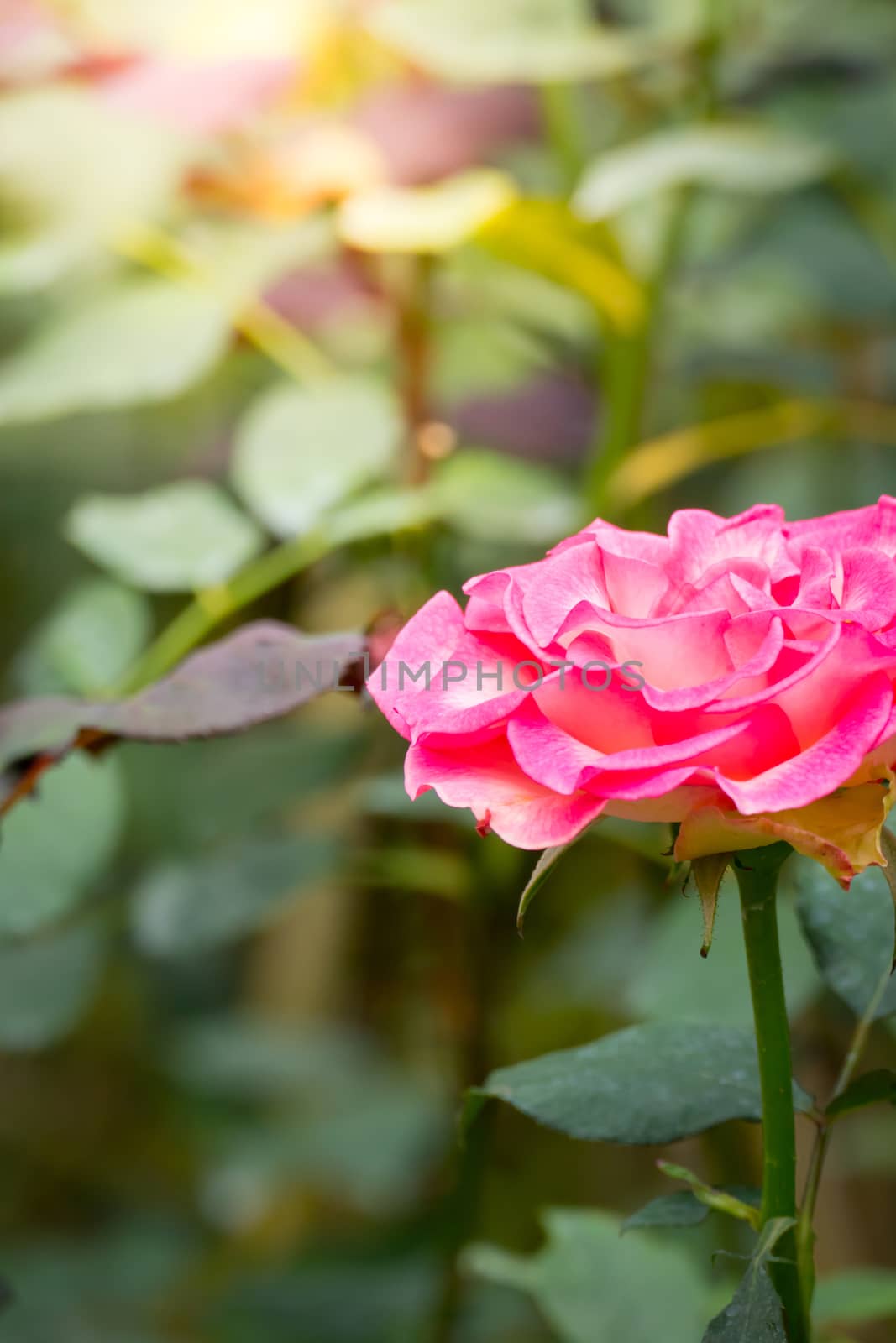 Roses in the garden, Roses are beautiful with a beautiful sunny day.