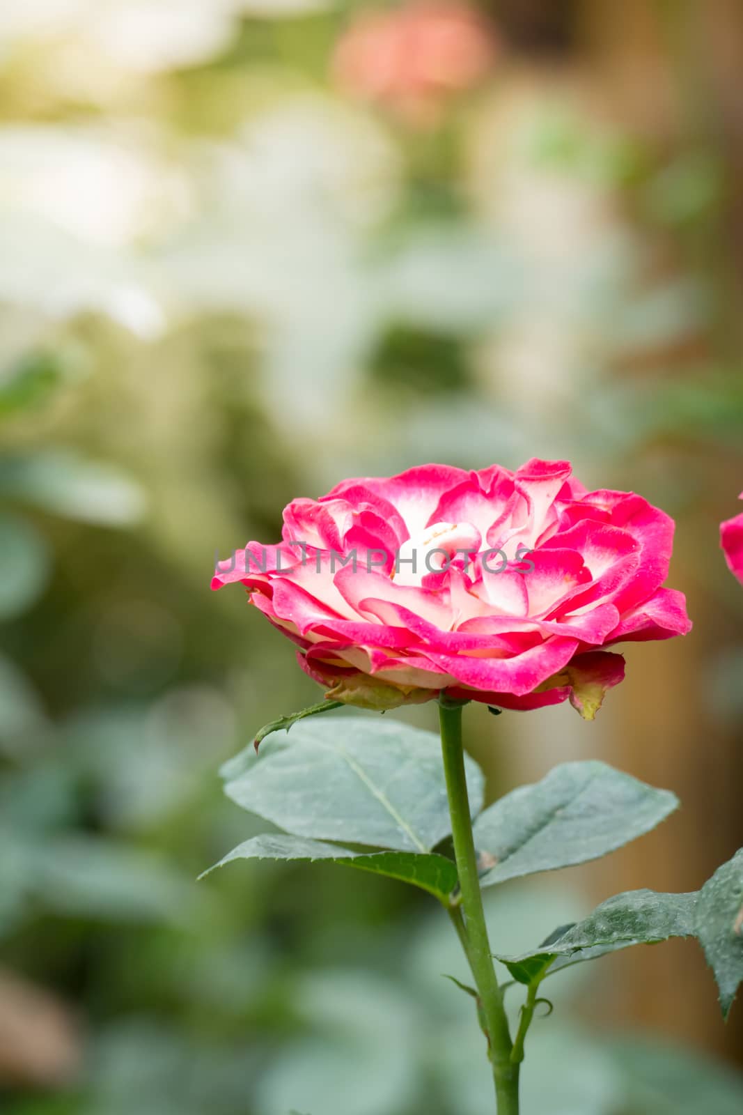 Roses in the garden, Roses are beautiful with a beautiful sunny day.