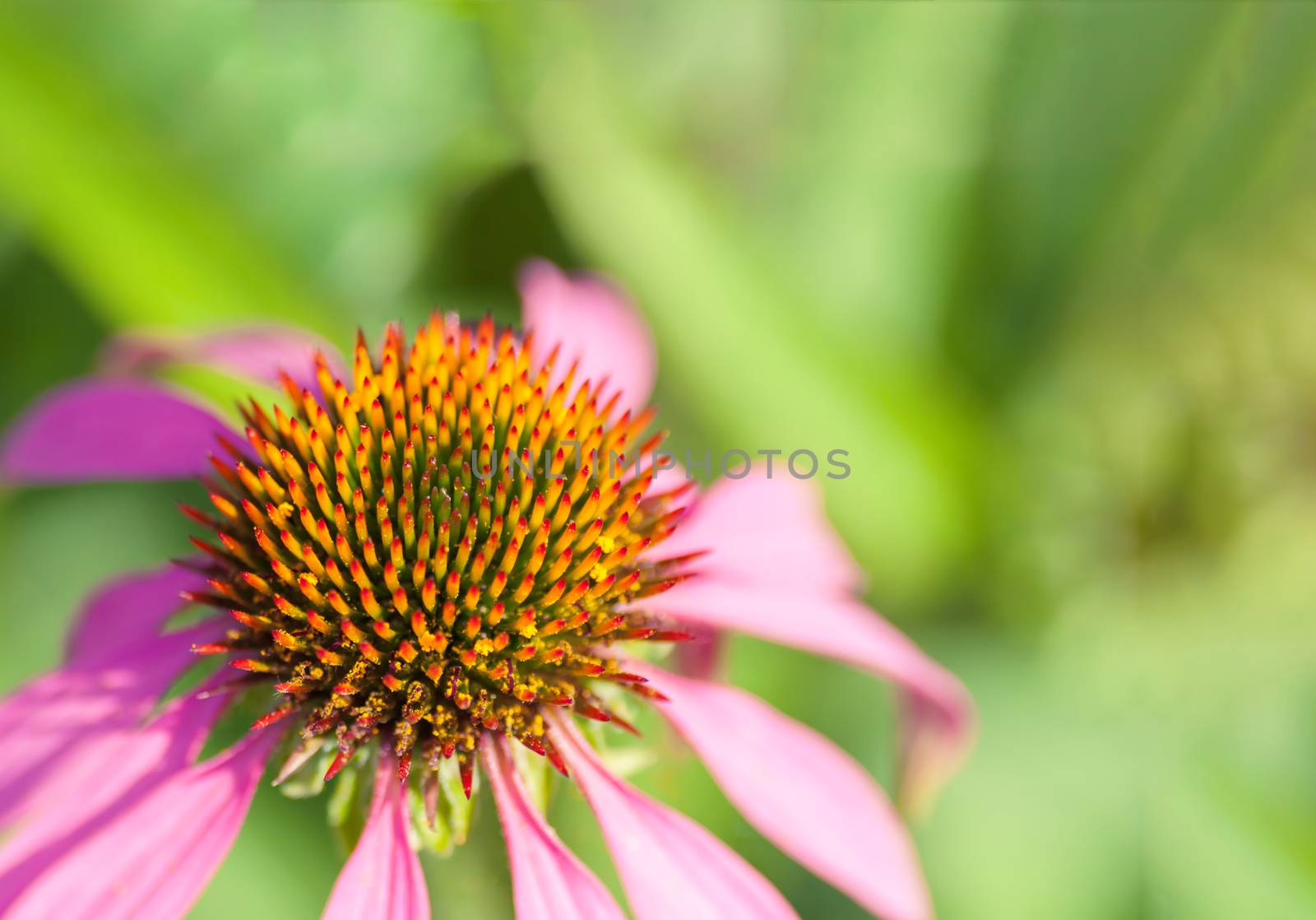 Echinacea. A flower of echinacea close-up Colorful inflorescence