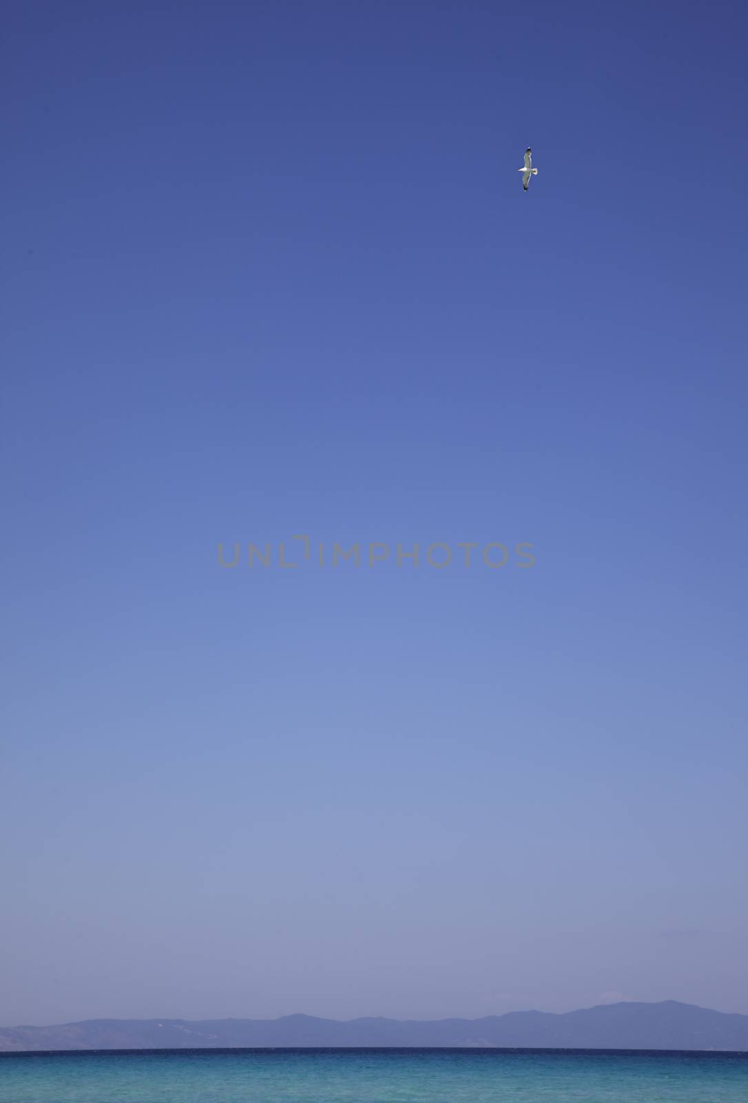 A lonely seagull on a clear sky over sea or ocean waters.