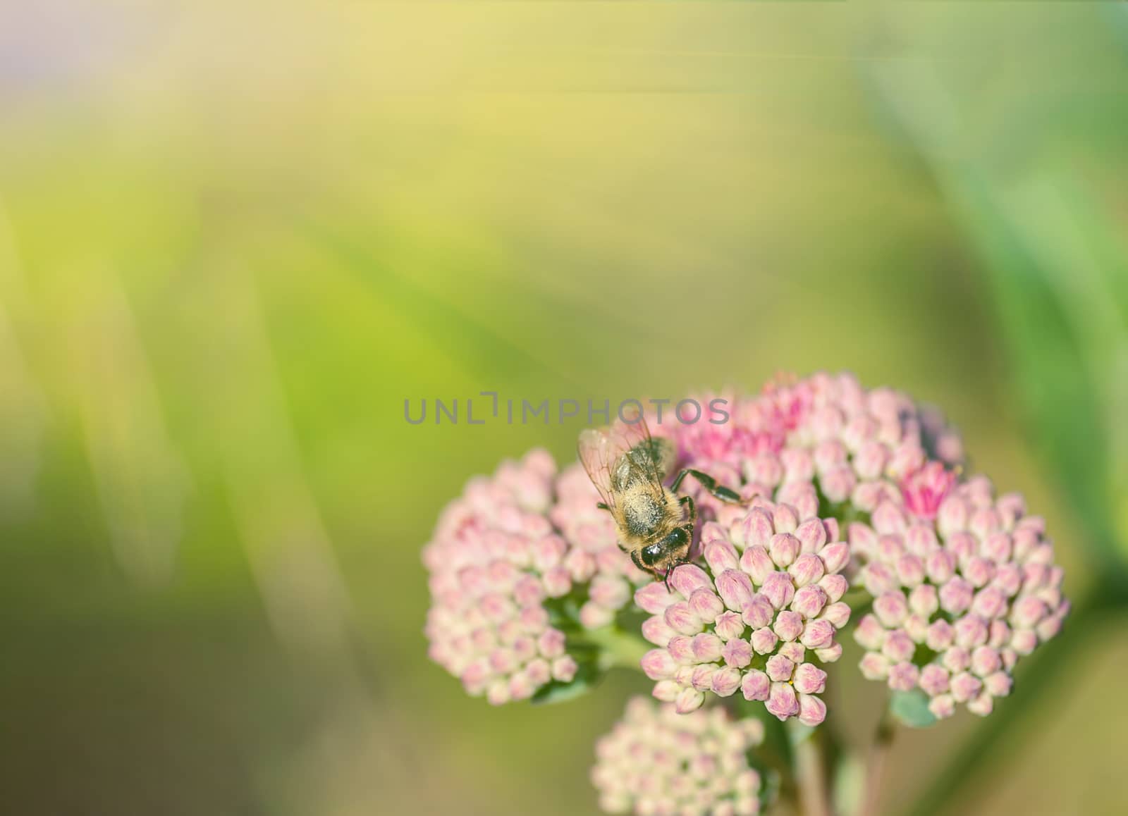 One working bee by olga_sweet