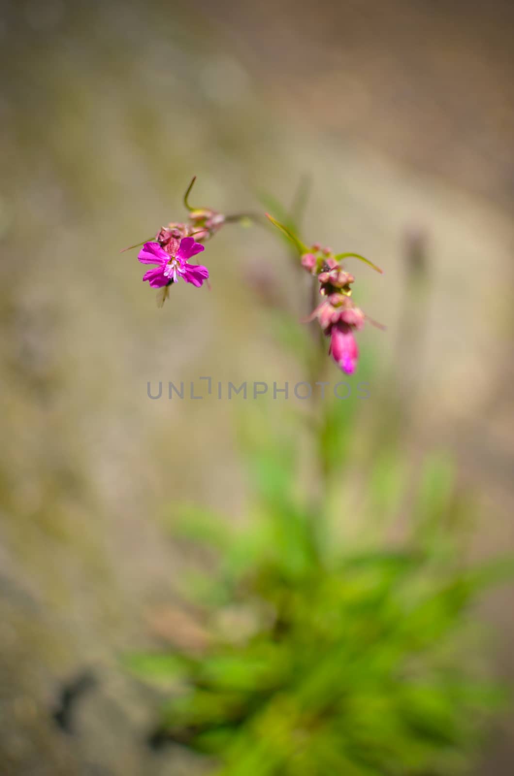 The grass and pink flower by kimbo-bo