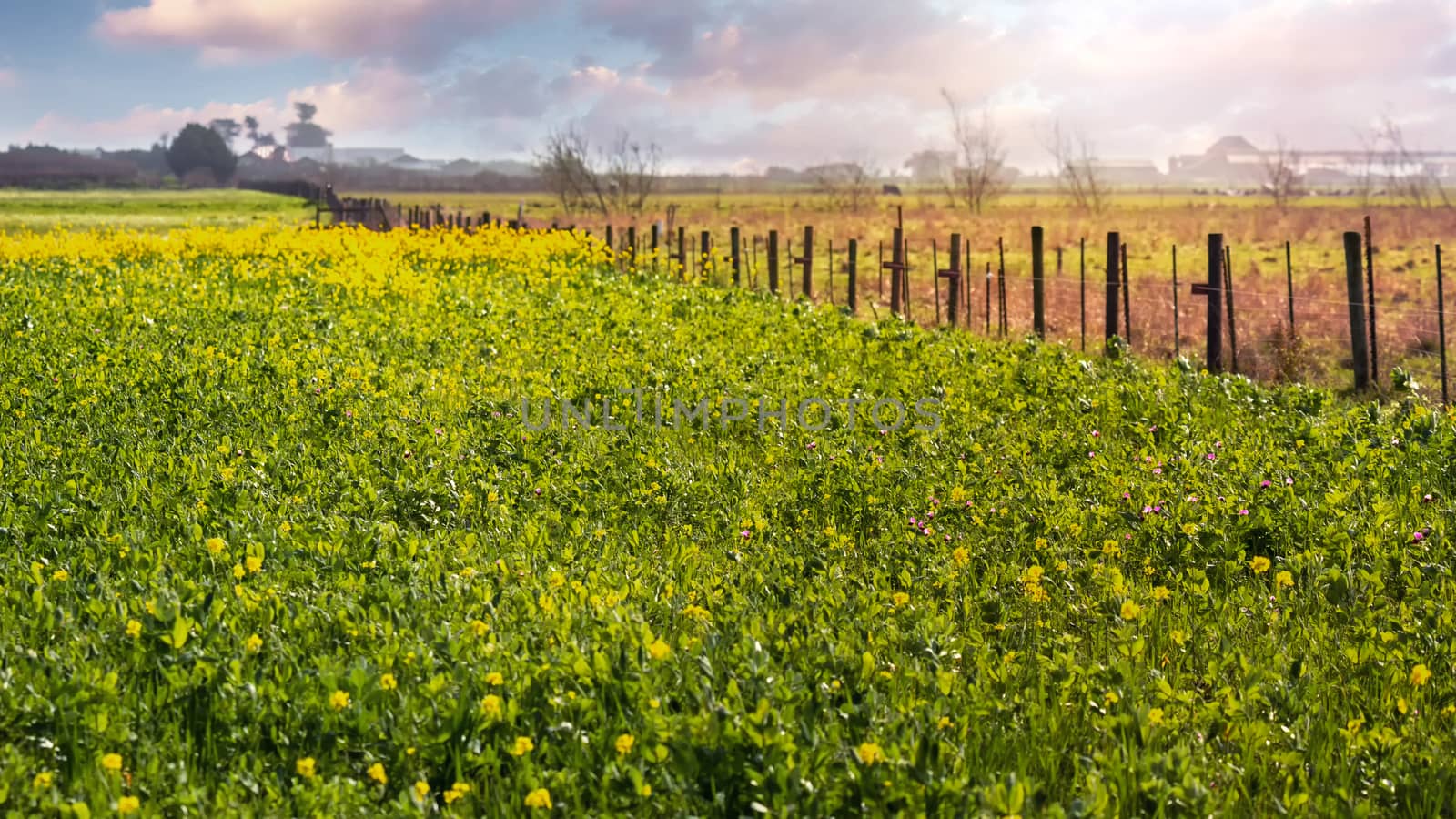 Morning at a rural landscape in Northern California.