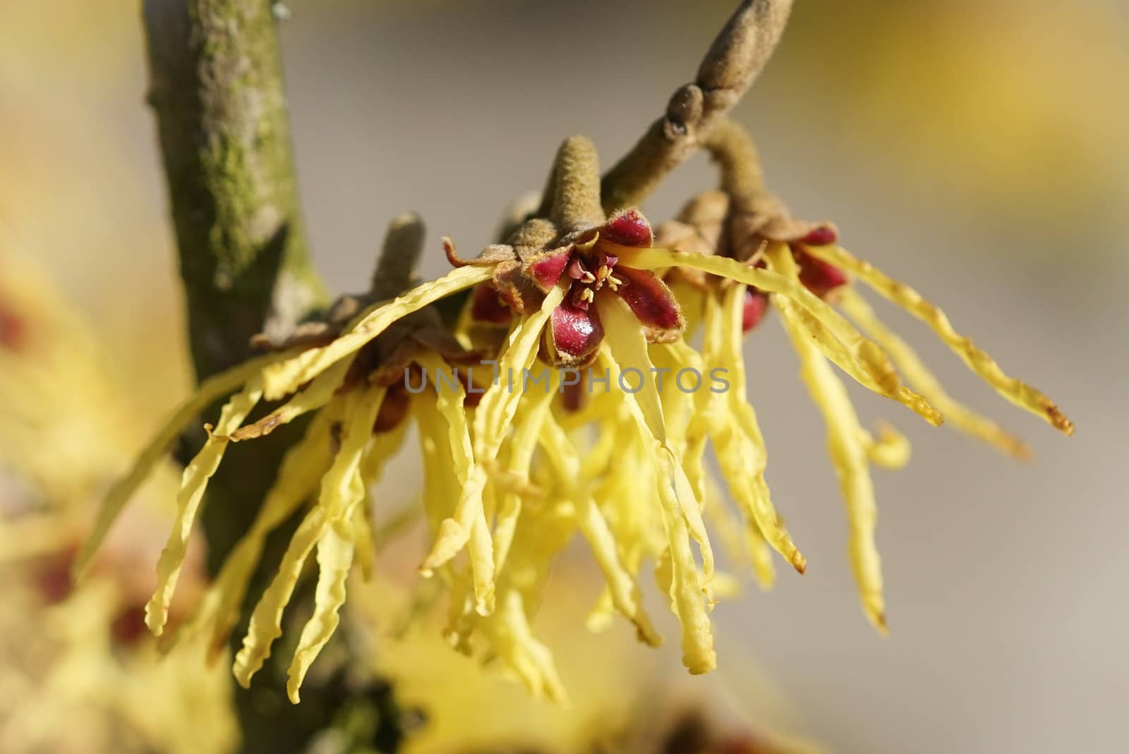Witch Hazel Hybride, Hamamelis intermedia, colours of spring