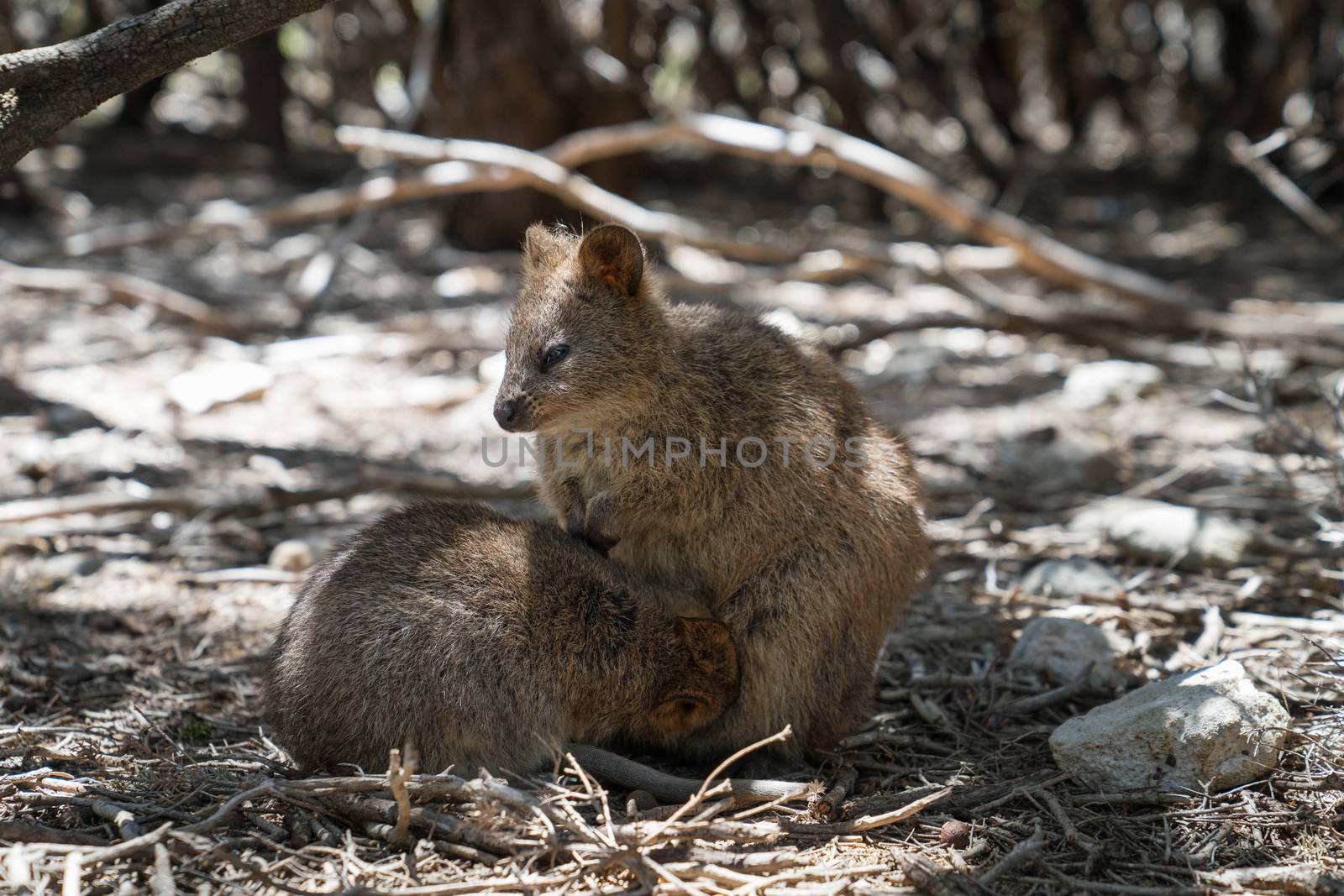Quokka, Setonix brachyurus, image was taken on Rottnest Island, Western Australia