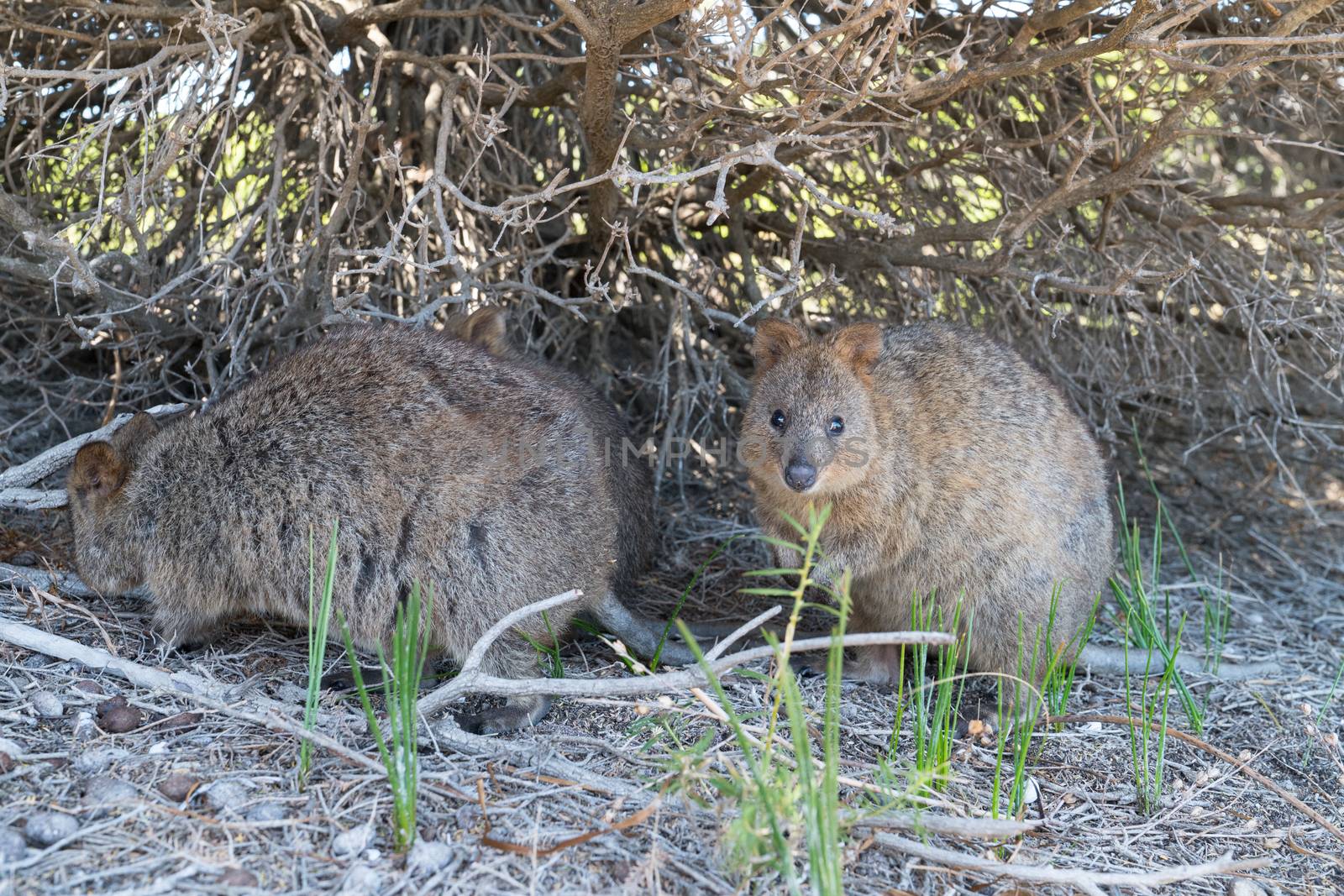 Quokka (Setonix brachyurus), image was taken on Rottnest Island, Western Australia