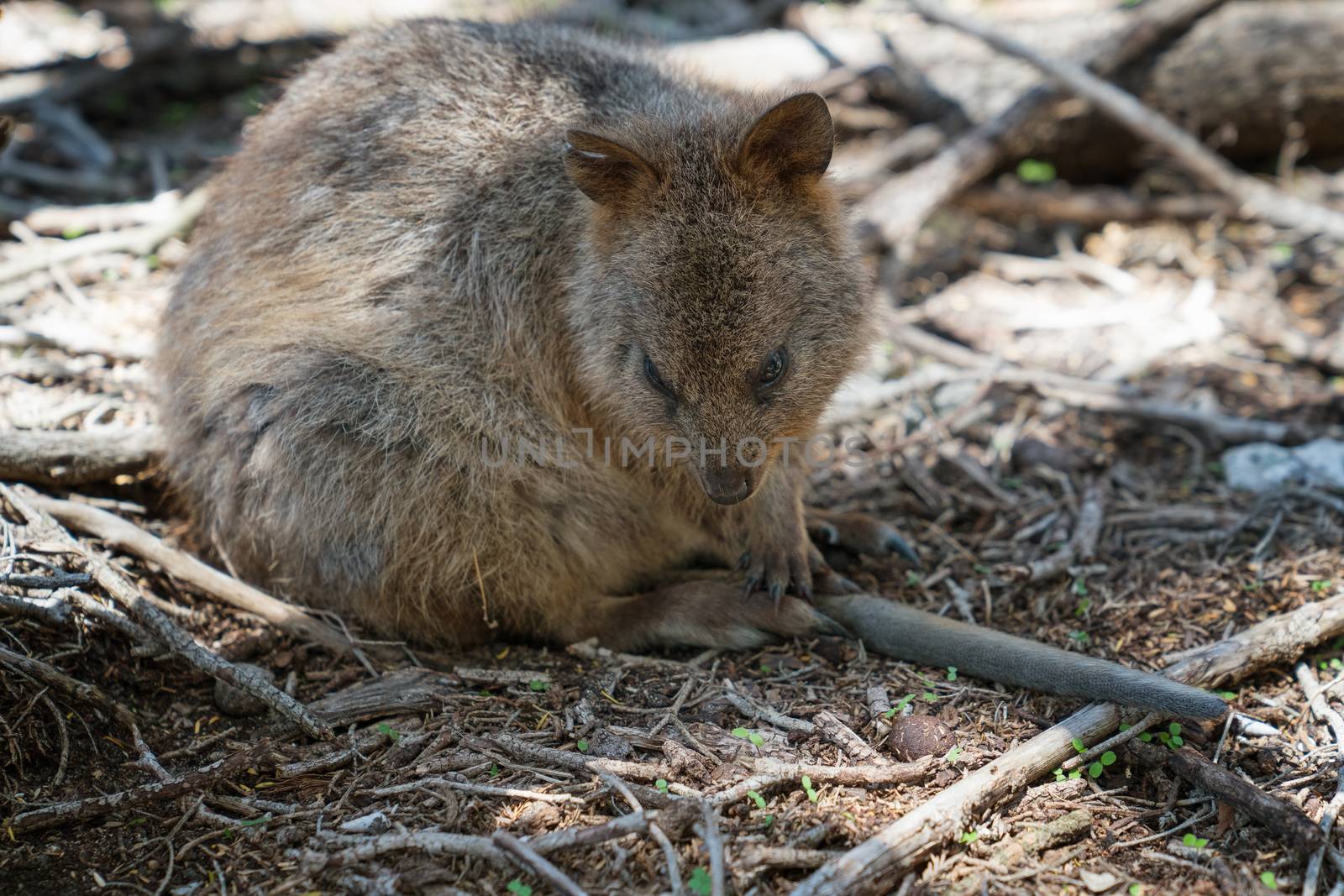 Quokka, Setonix brachyurus, image was taken on Rottnest Island, Western Australia