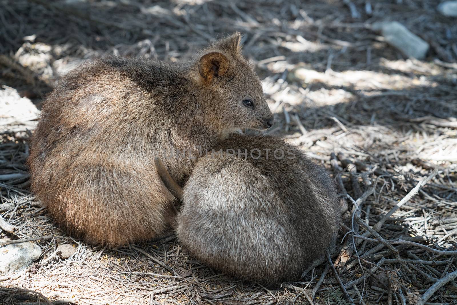 Quokka (Setonix brachyurus), image was taken on Rottnest Island, Western Australia