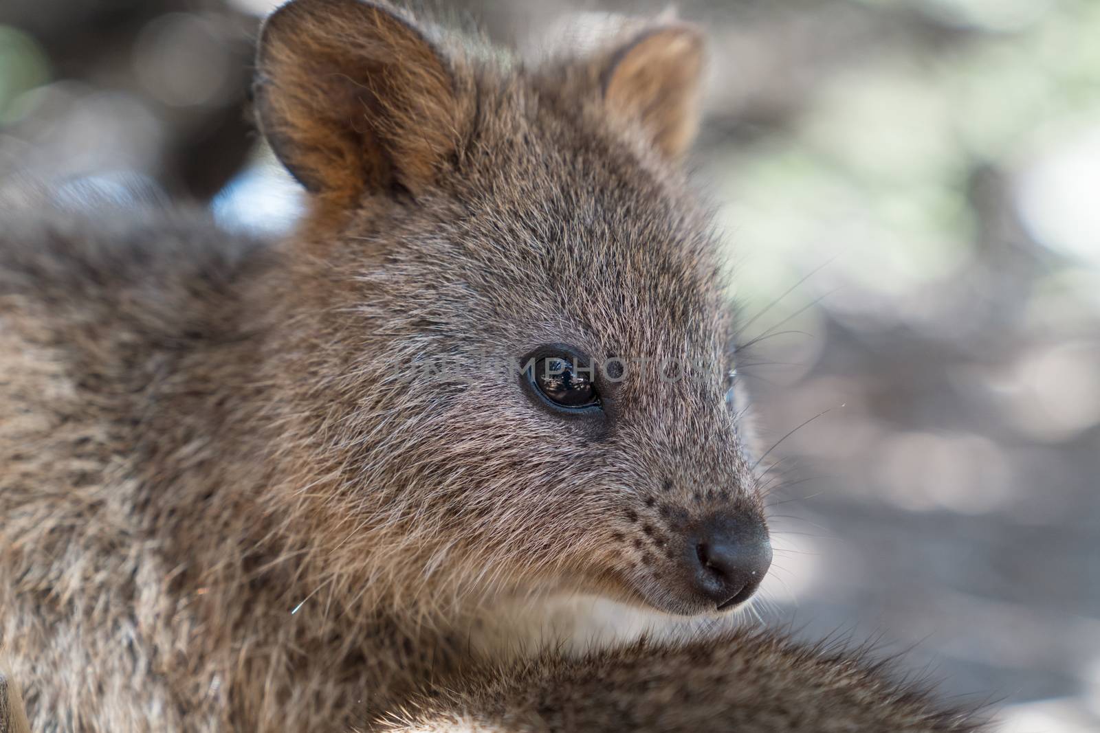 Quokka, Setonix brachyurus, image was taken on Rottnest Island, Western Australia