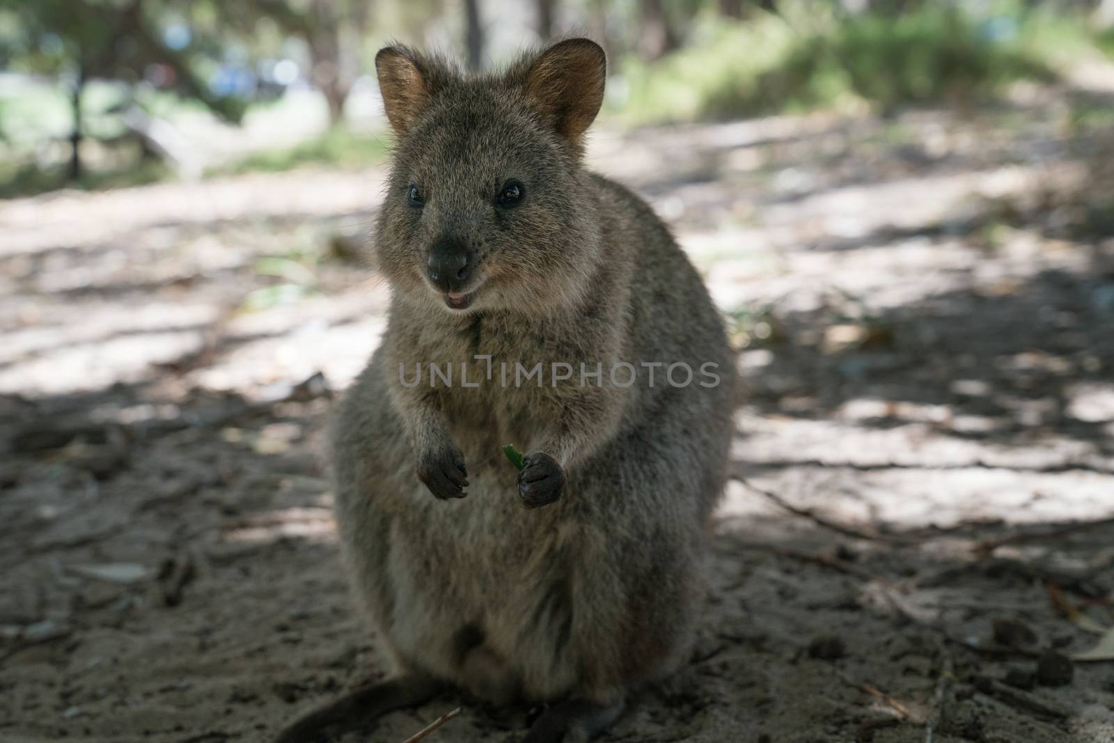 Quokka, Setonix brachyurus, image was taken on Rottnest Island, Western Australia