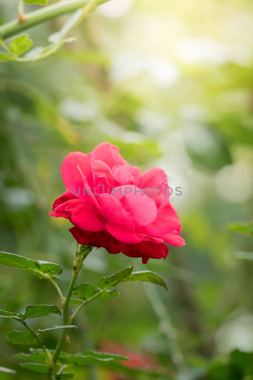 Roses in the garden, Roses are beautiful with a beautiful sunny day.