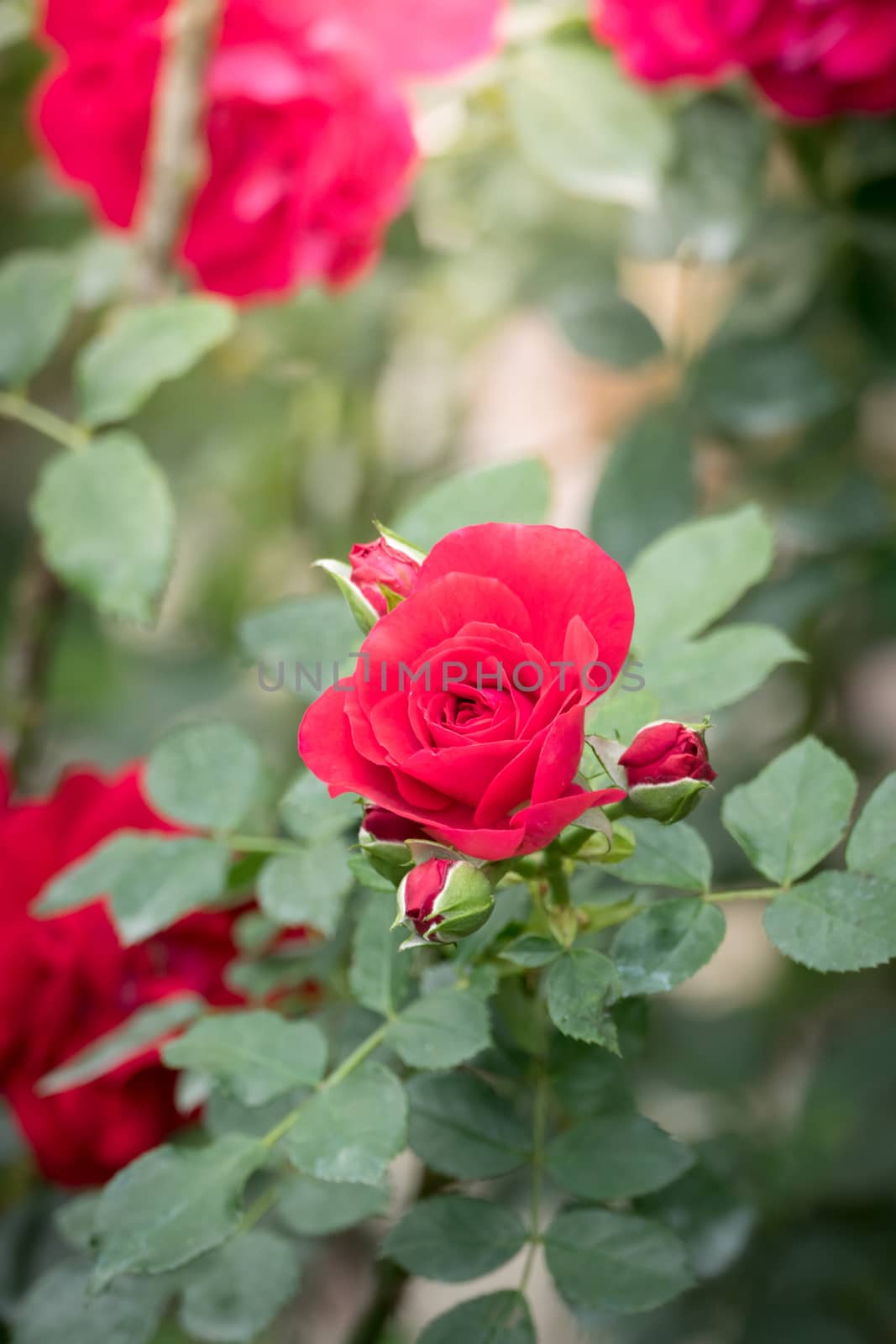 Roses in the garden  by teerawit