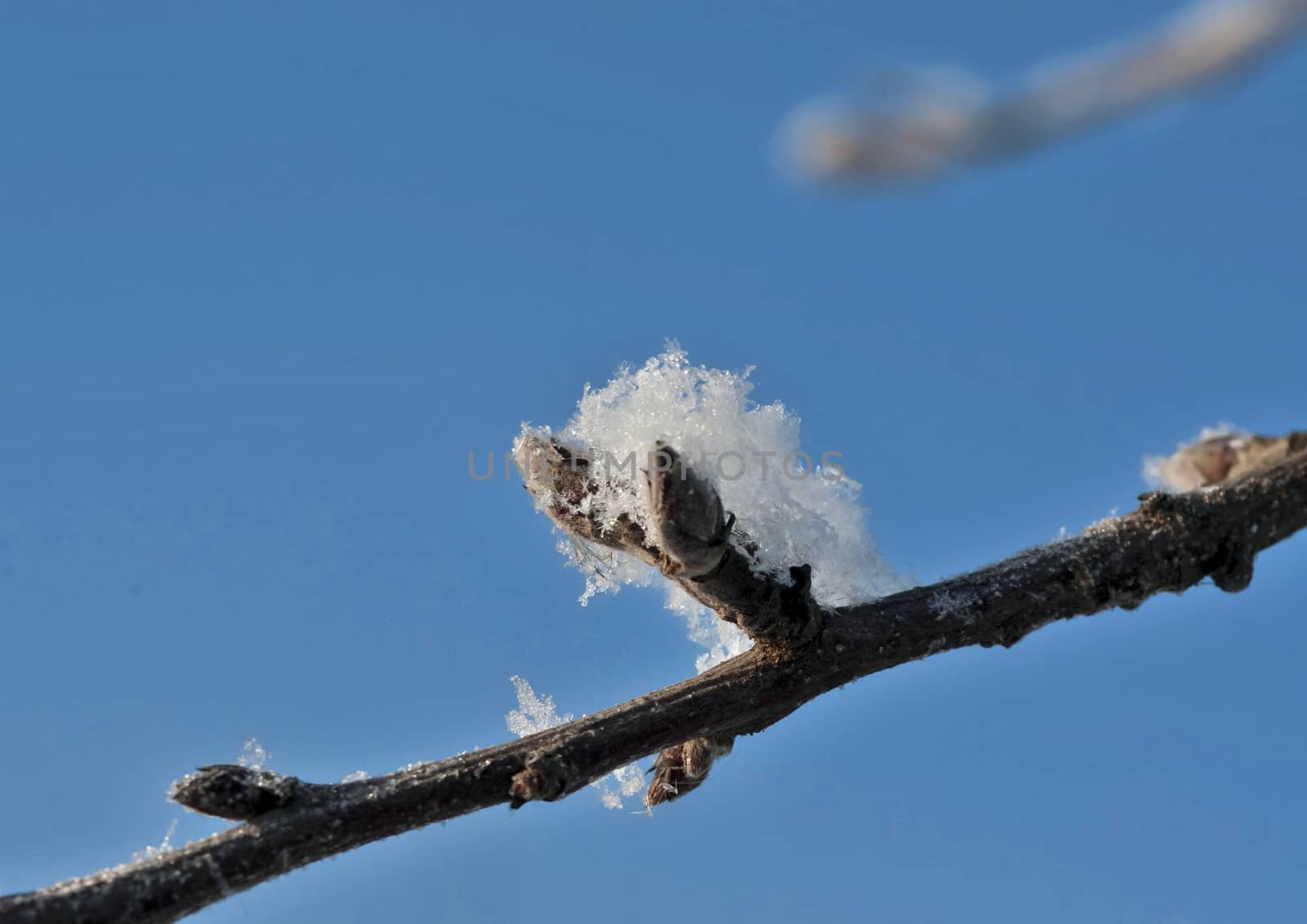 buds on an Apple branch covered with snow and frost macro, frosty morning