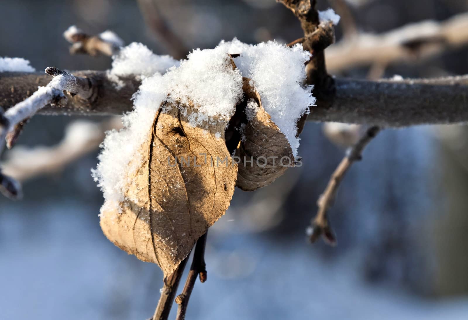 dry leaves of the Apple trees are covered with snow and frost early frosty morning