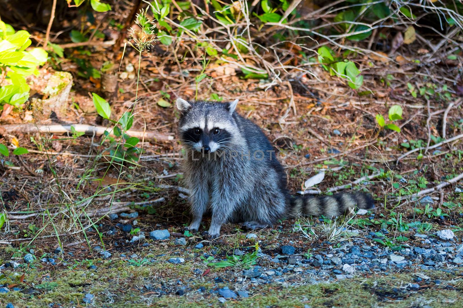 Raccoon sitting pose at Point Defiance Park in Tacoma Washington