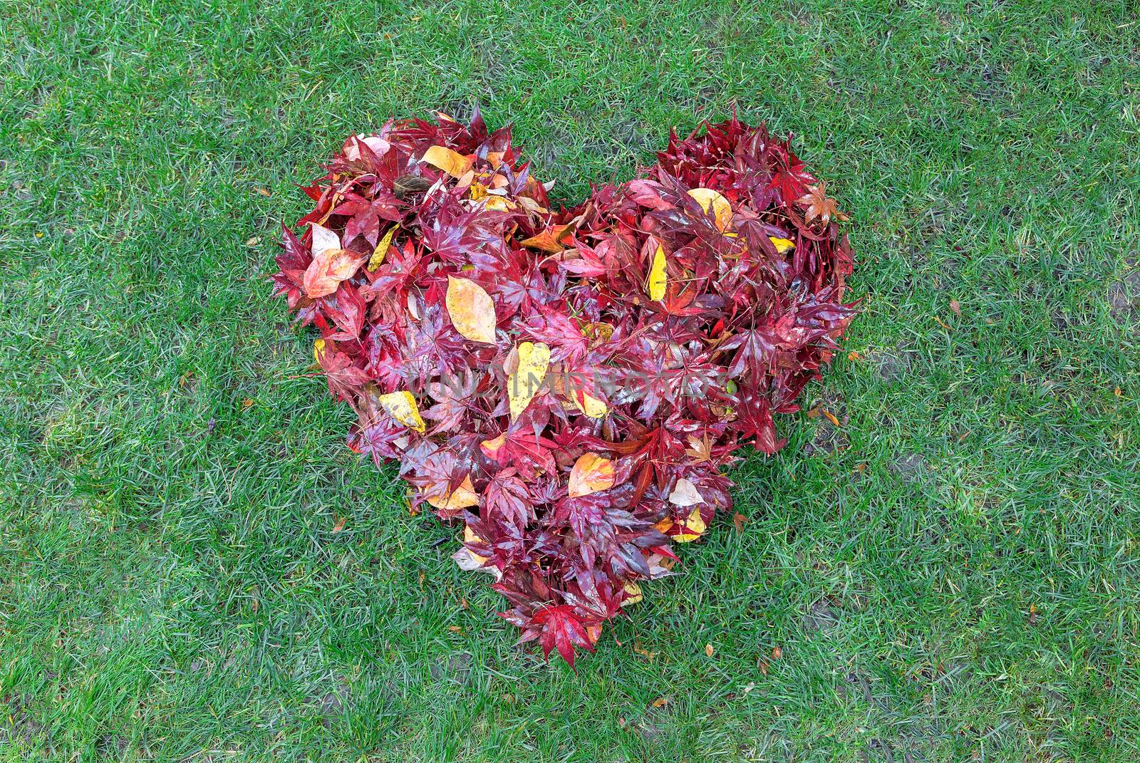 Fallen Leaves Raked into Heart Shape on Green Grass by jpldesigns