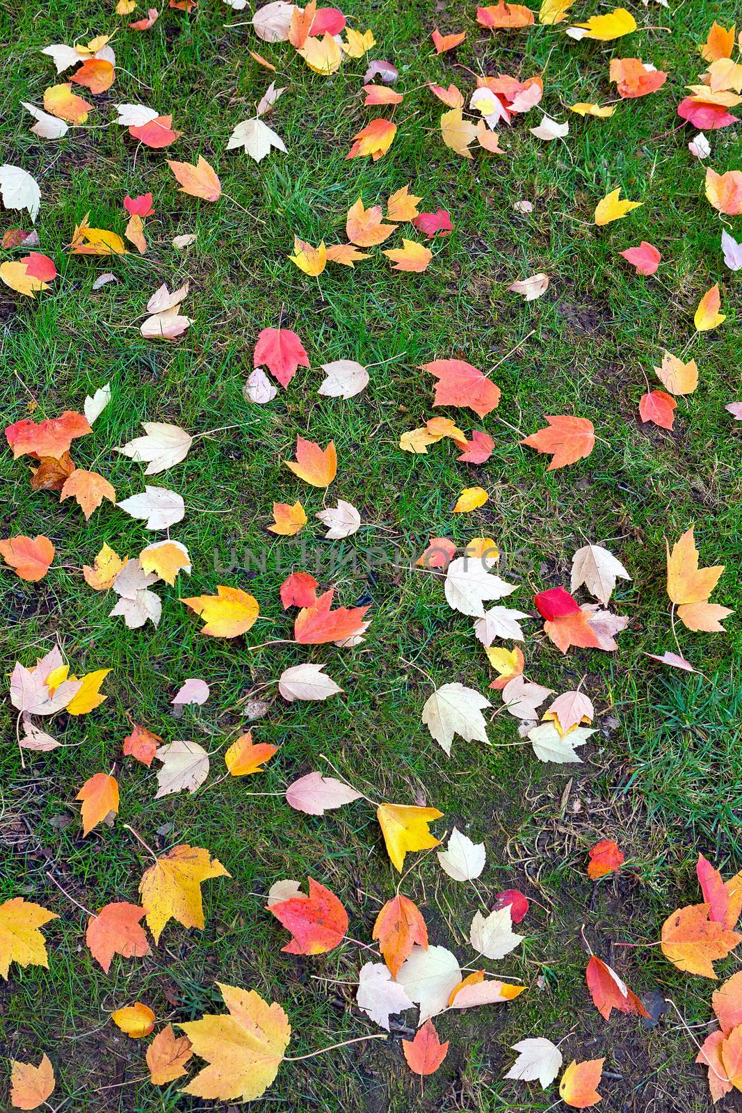 Fall Maple tree leaves on green grass lawn in backyard garden