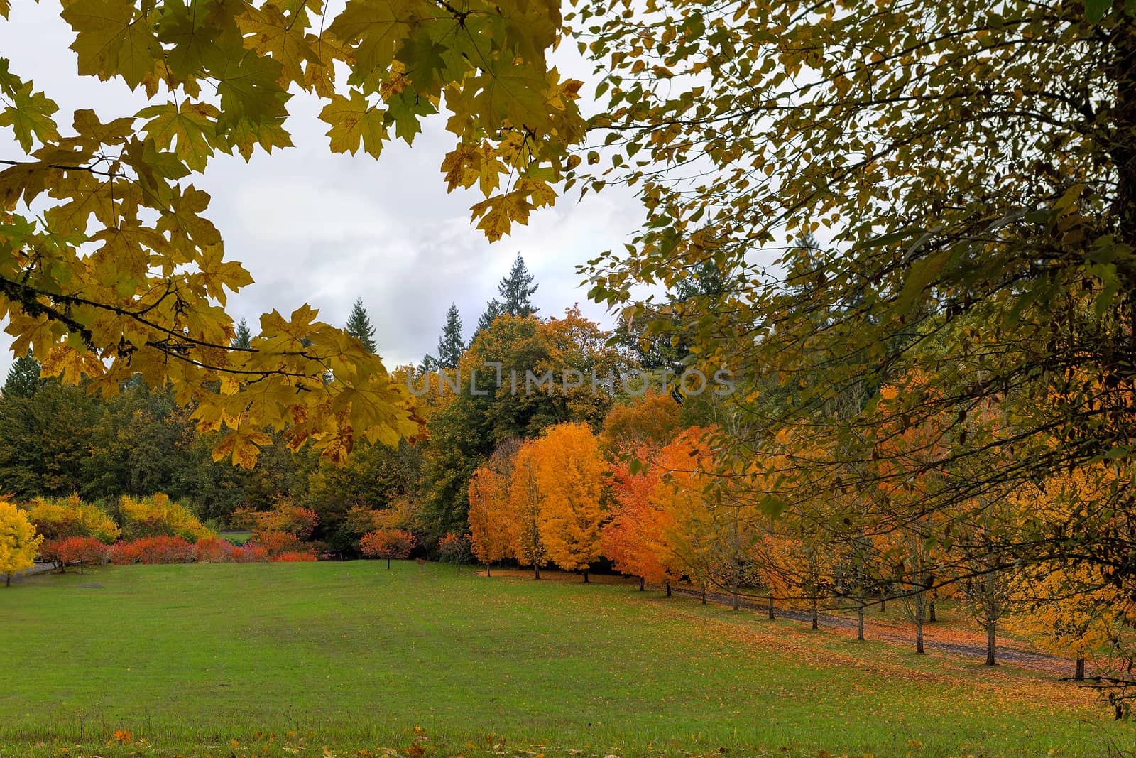 Vibrant peak fall season foliage colors in Oregon City park