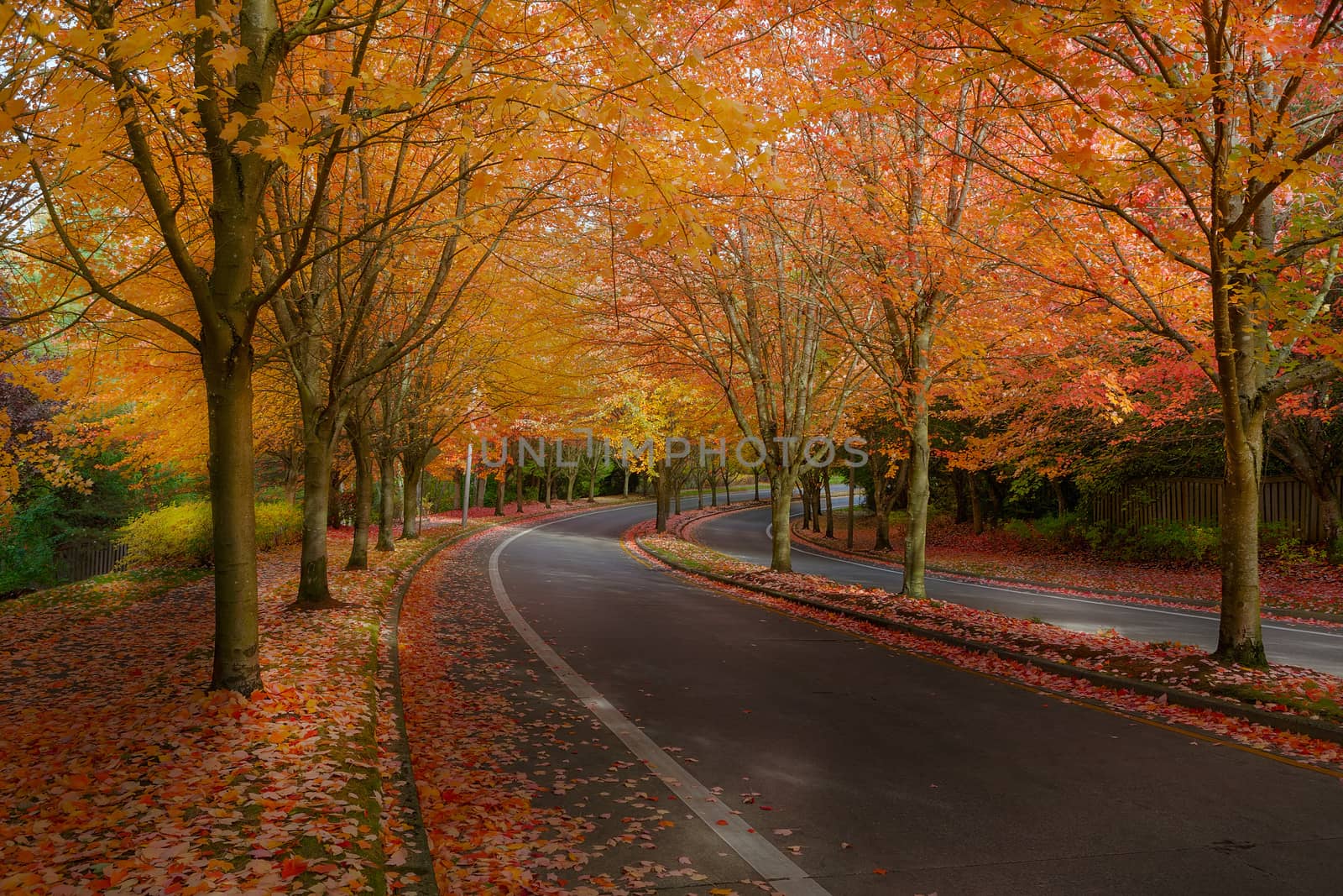 Maple Tree Lined Street in North American Suburban Neighborhood street in fall season