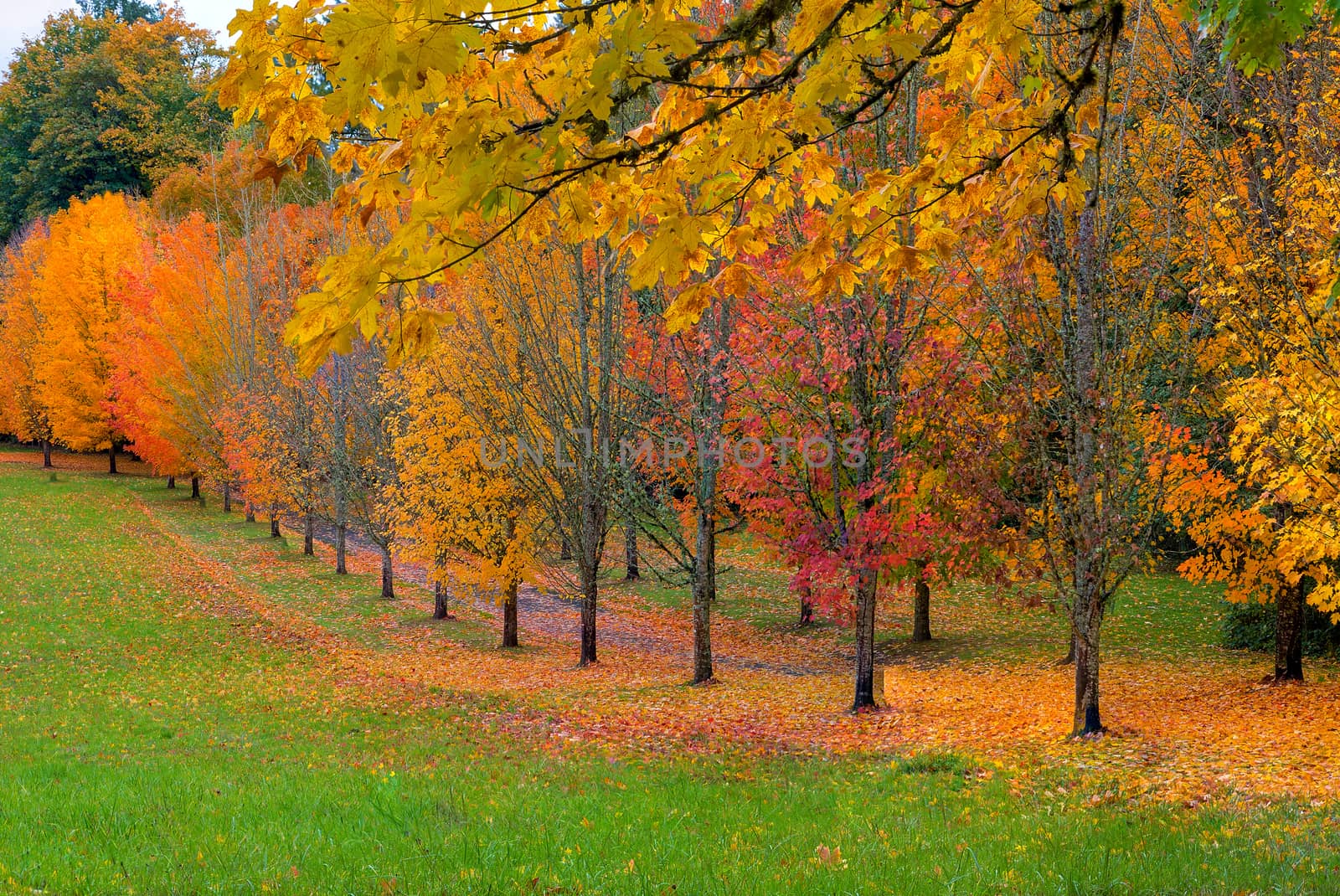 Park with tree lined maple trees in peak fall colors in Oregon