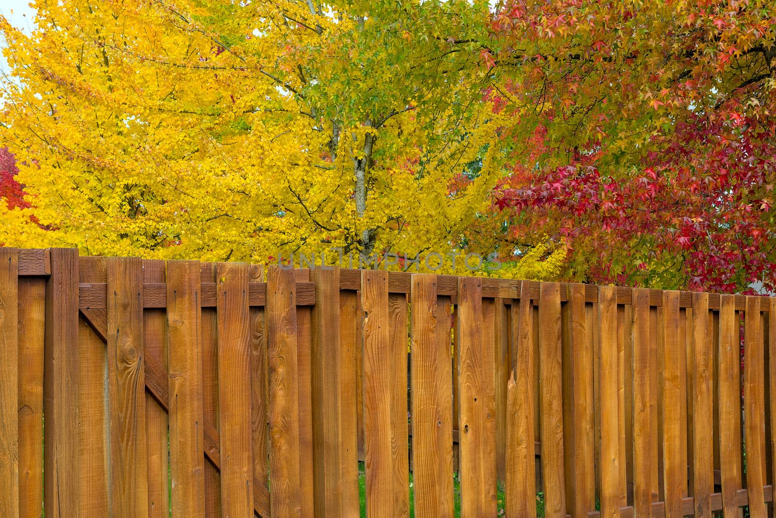 Maple Sweetgum Trees in bright vibrant peak fall colors by garden backyard wood fence