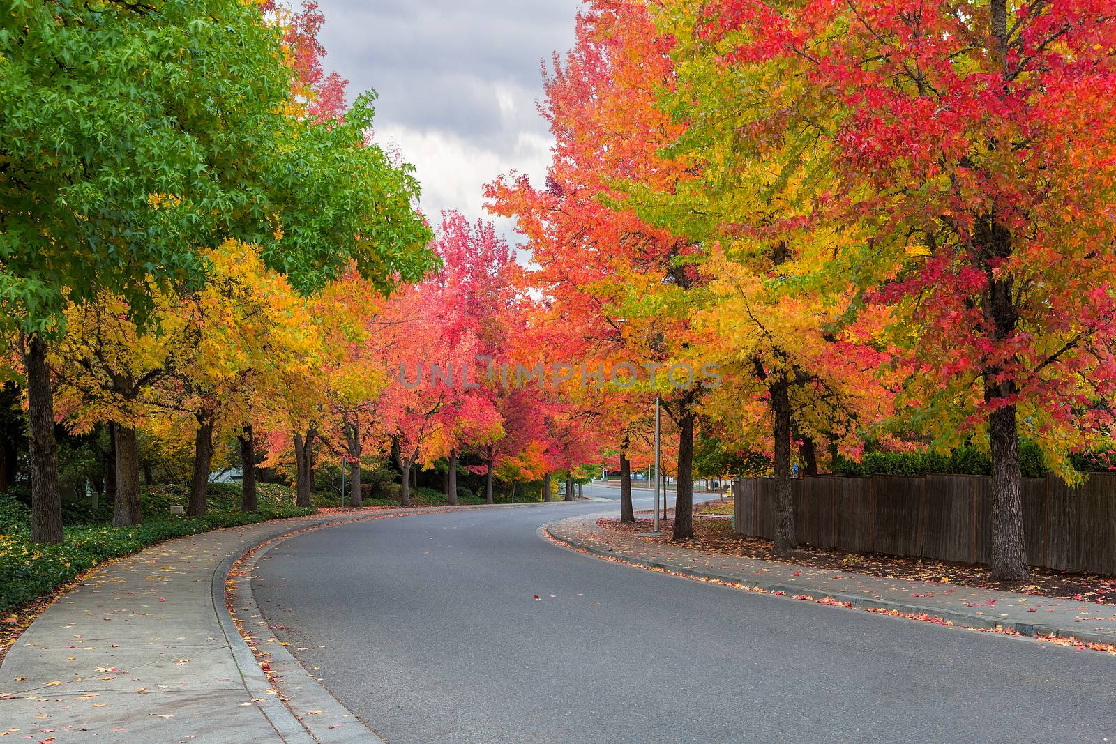 American Sweetgum Tree Lined Street in Fall by jpldesigns