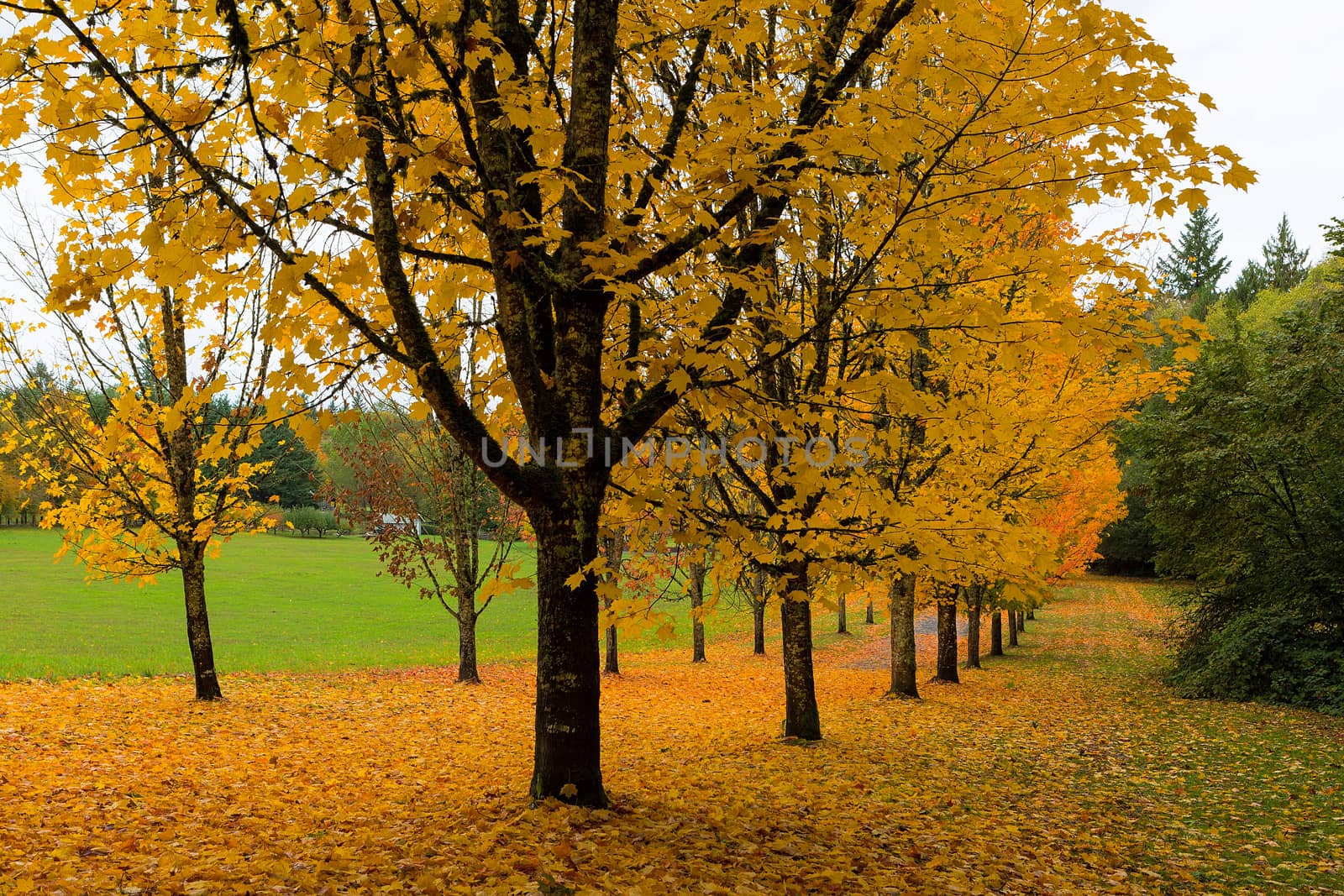Maple trees in peak golden fall colors on tree lined waling path in the park