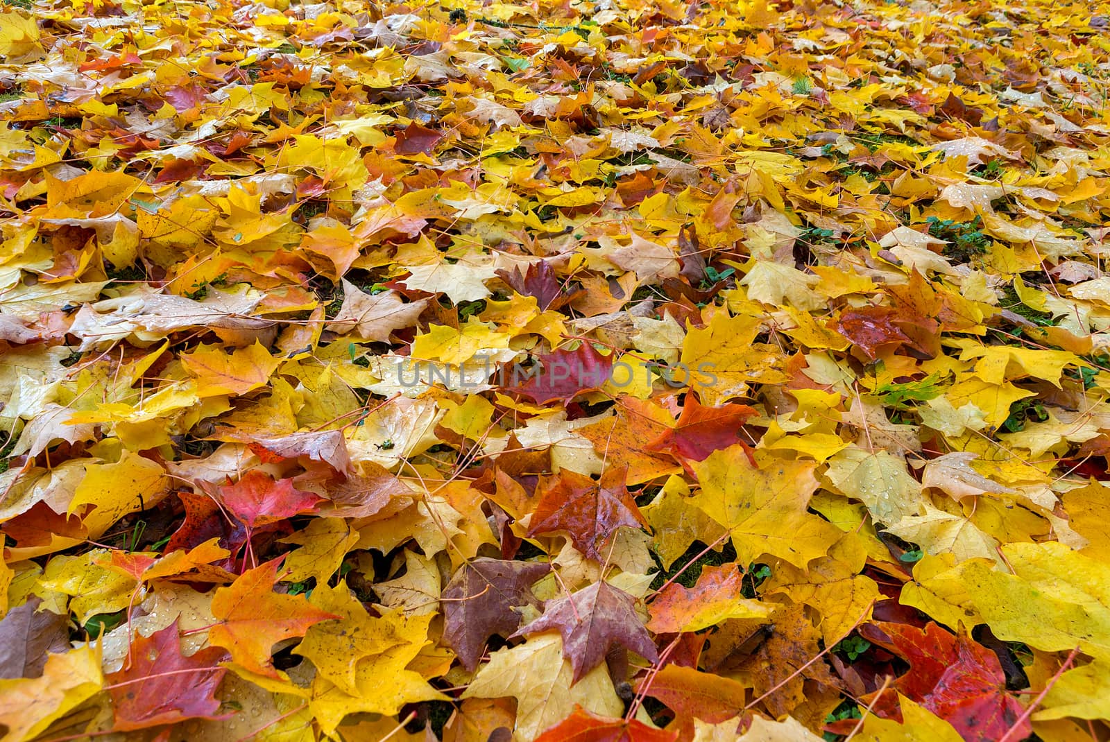 Fallen Fall Color Leaves on Parks Ground by jpldesigns