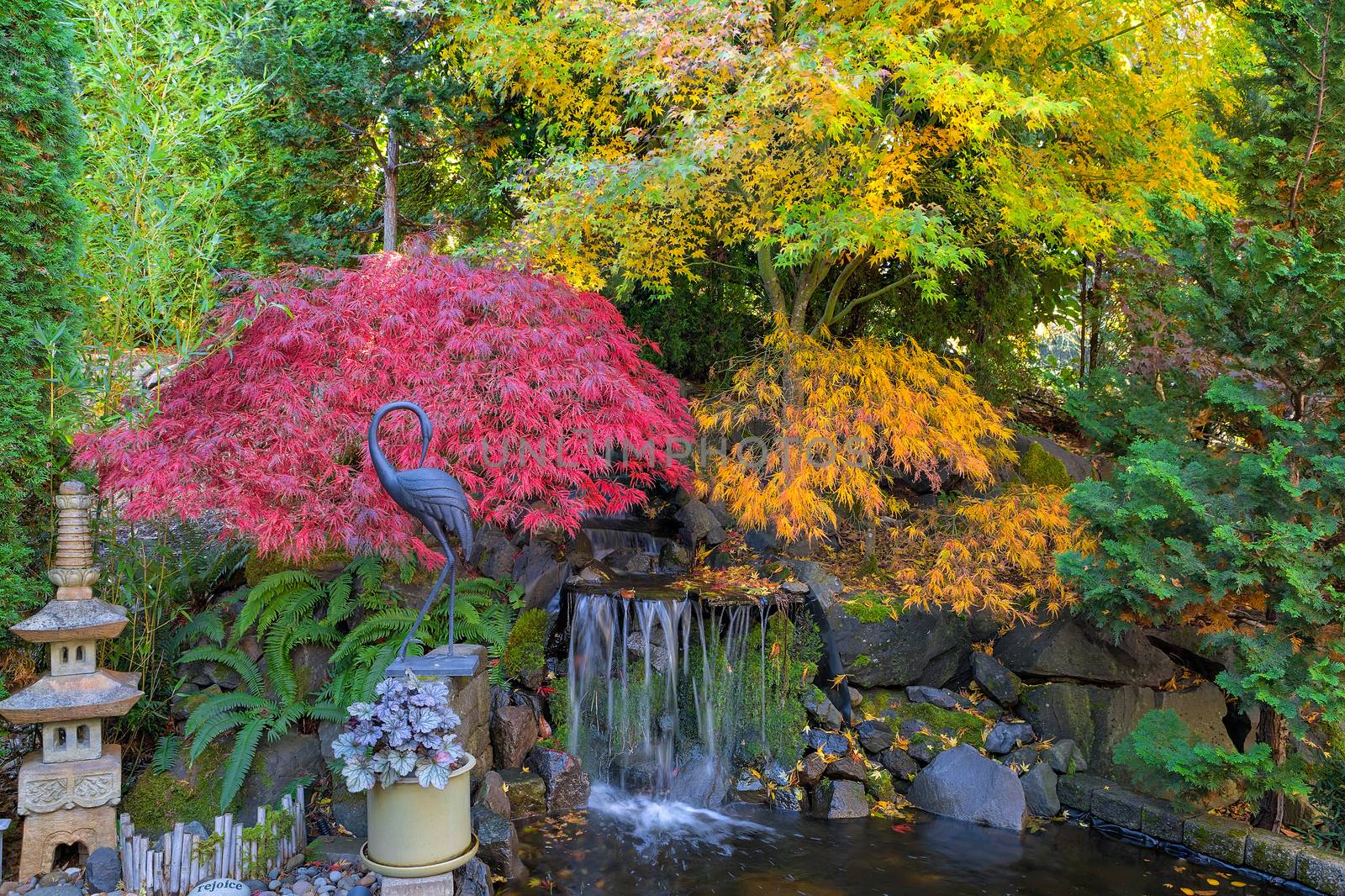 Home garden backyard waterfall pond with maple trees bamboo decor in fall season color