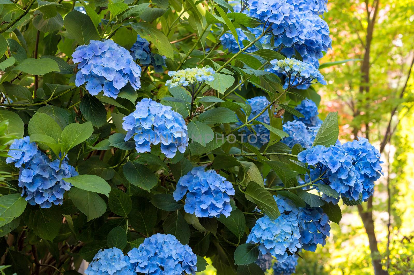 Blue Hydrangea flowers in full bloom during summer in garden