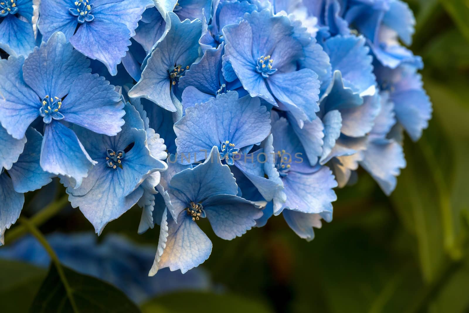 Blue hydrangea flower in bloom closeup macro