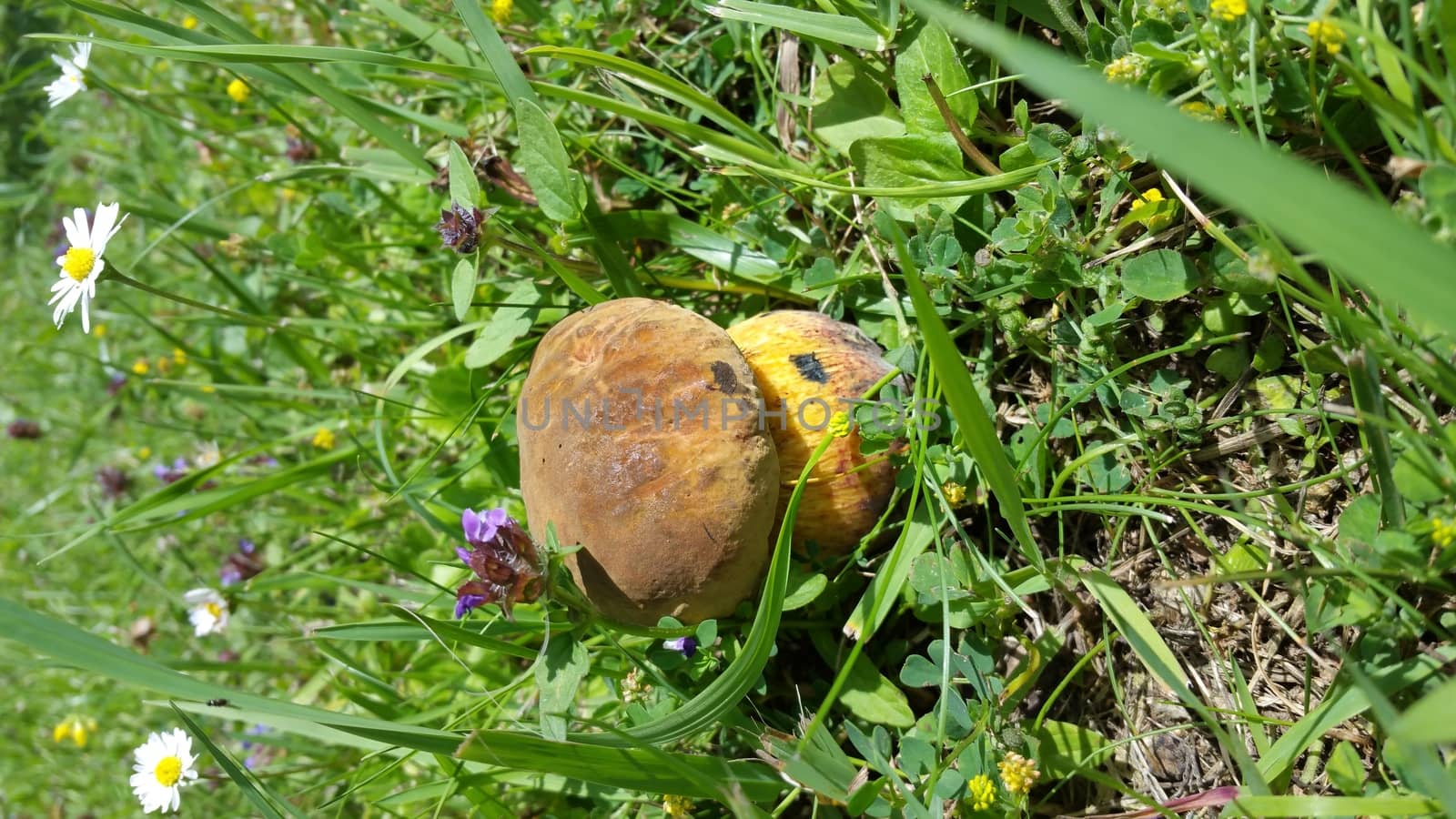 boletus mushroom hiding in the green grass