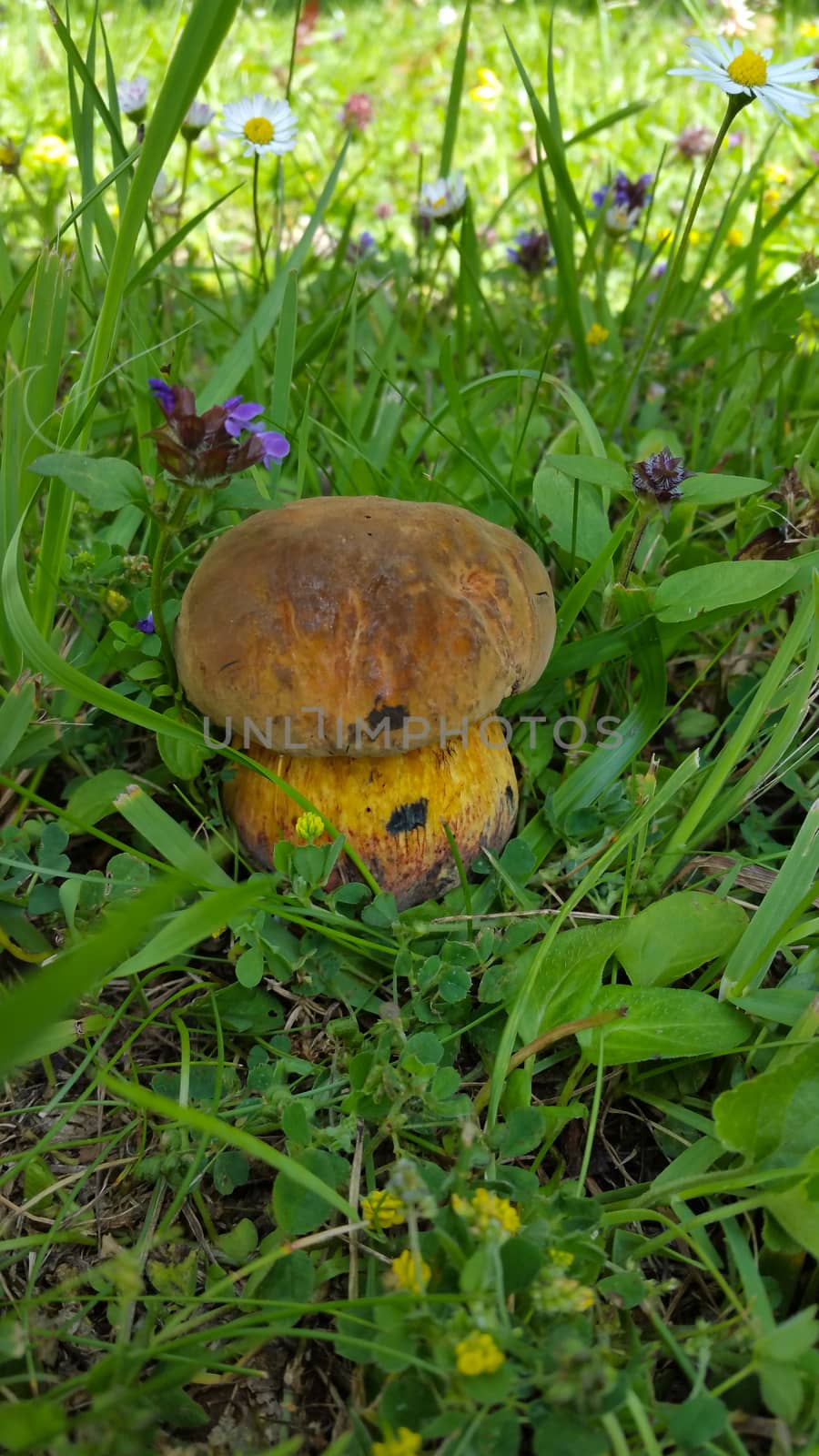 boletus mushroom hiding in the green grass in the shade