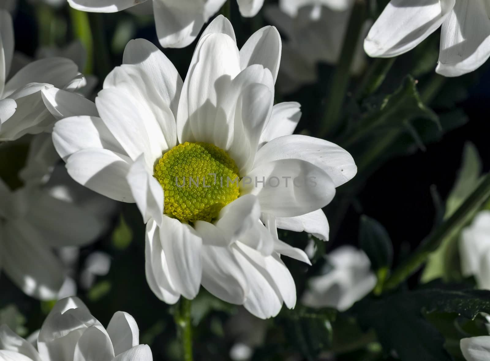 spray chrysanthemum flower with Latin name Chrysanthemum spray 'Bacardi' on dark blurred background