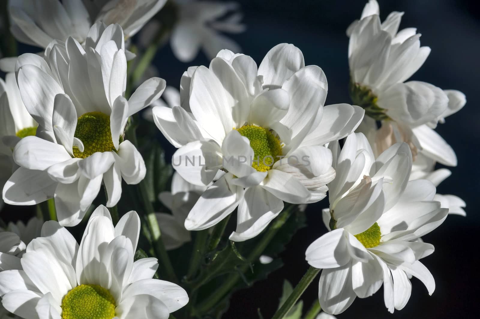 spray chrysanthemum flower with Latin name Chrysanthemum spray 'Bacardi' on dark blurred background