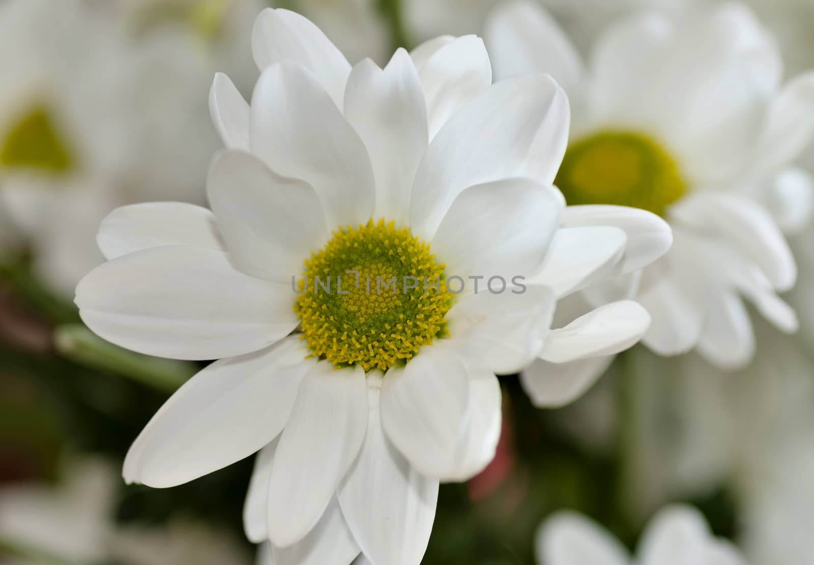 spray chrysanthemum flower with Latin name Chrysanthemum spray 'Bacardi' on light blurred background