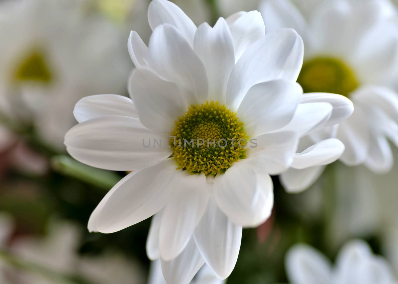 spray chrysanthemum flower with Latin name Chrysanthemum spray 'Bacardi' on light blurred background