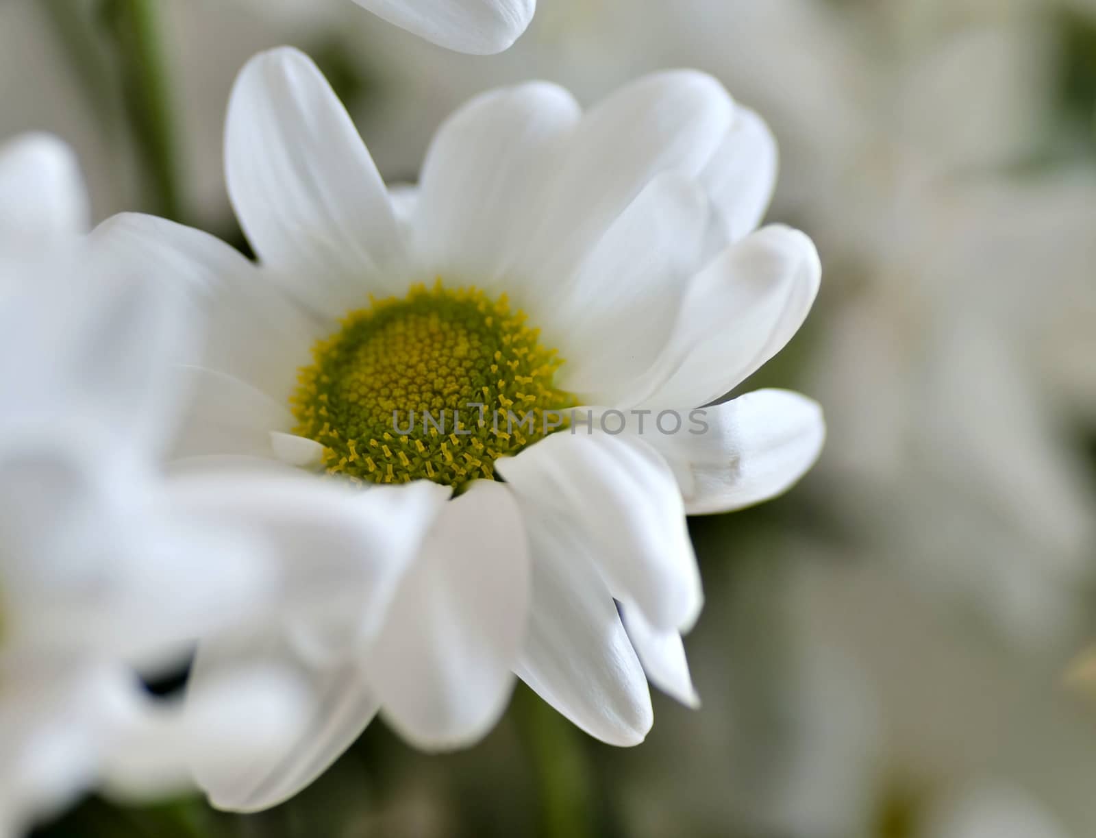 beautiful white spray chrysanthemum flower, macro by valerypetr