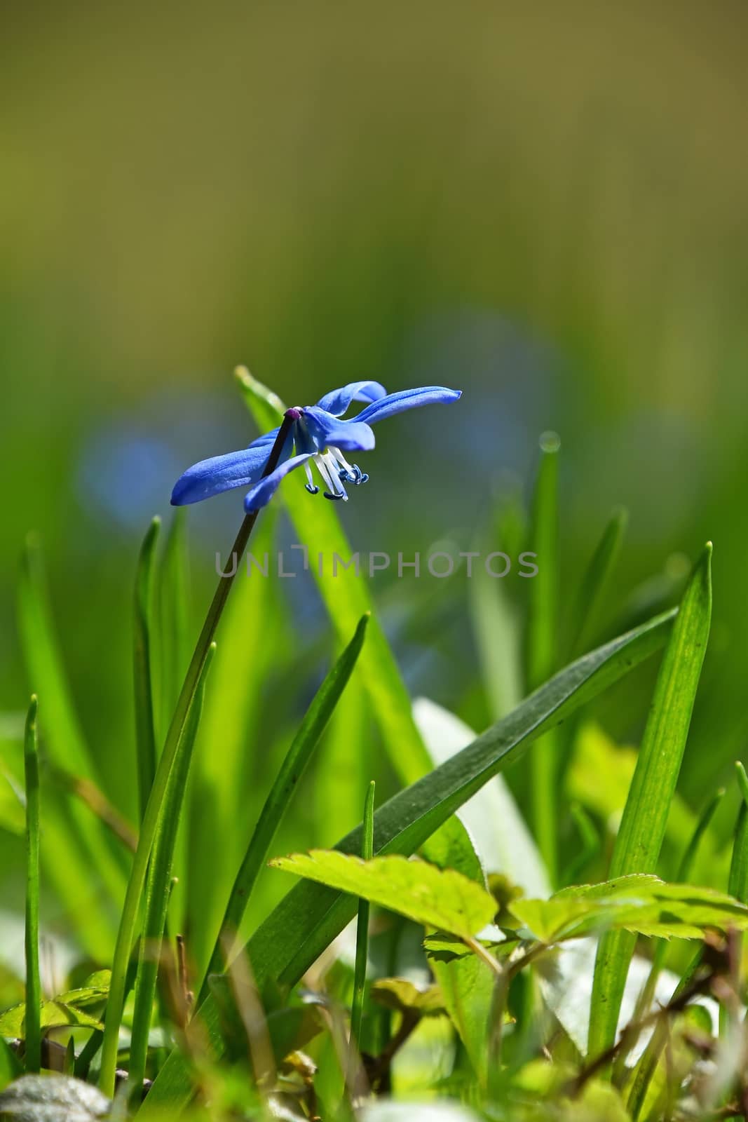 Close up one blue purple spring Scilla (Squill, bluebell, snowdrop) flower in field, low angle view, selective focus