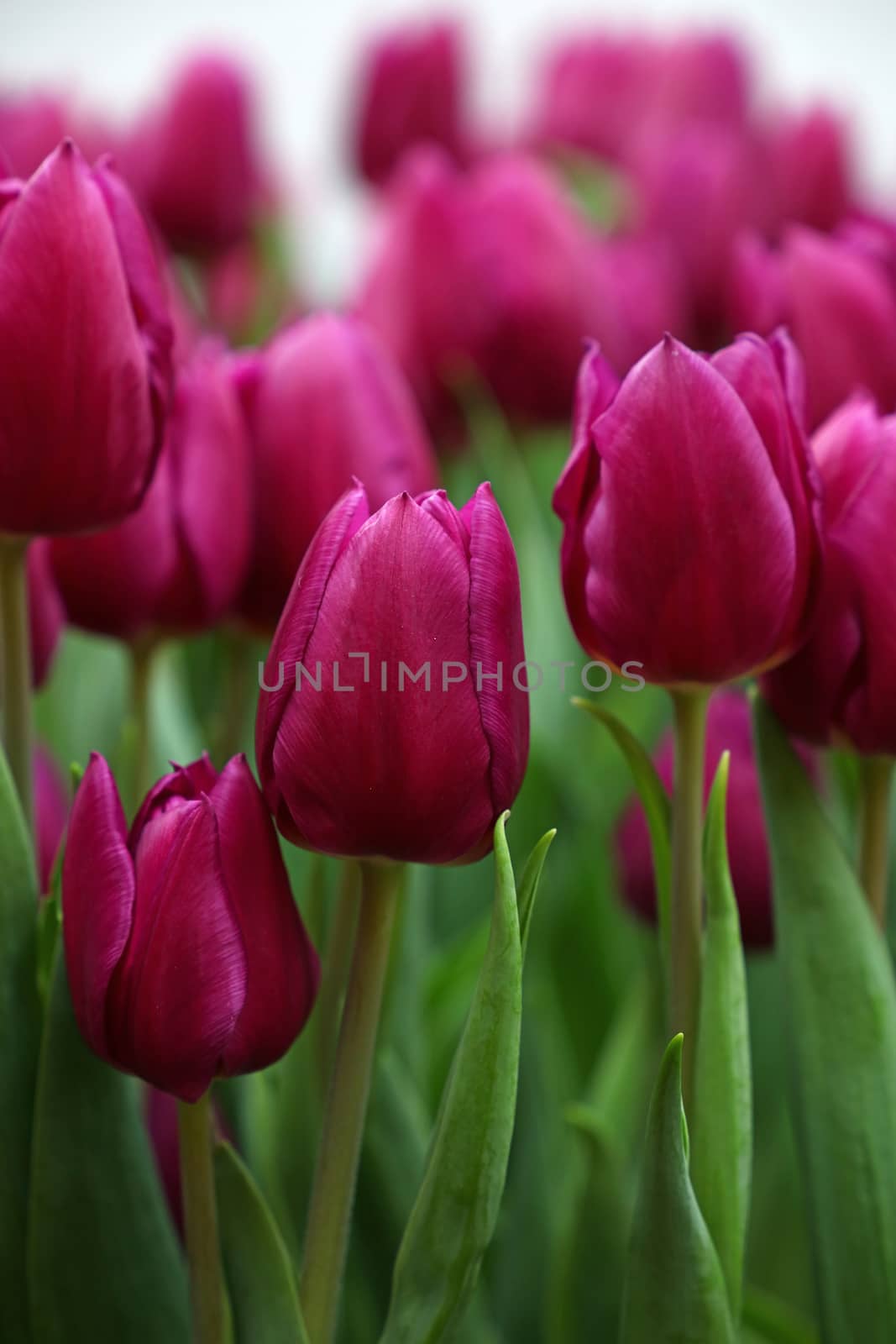 Purple fresh springtime tulip flowers with green leaves growing in field, close up, low angle view