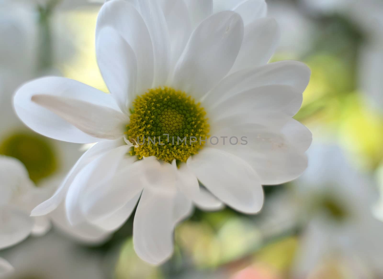 beautiful white spray chrysanthemum flower, macro by valerypetr