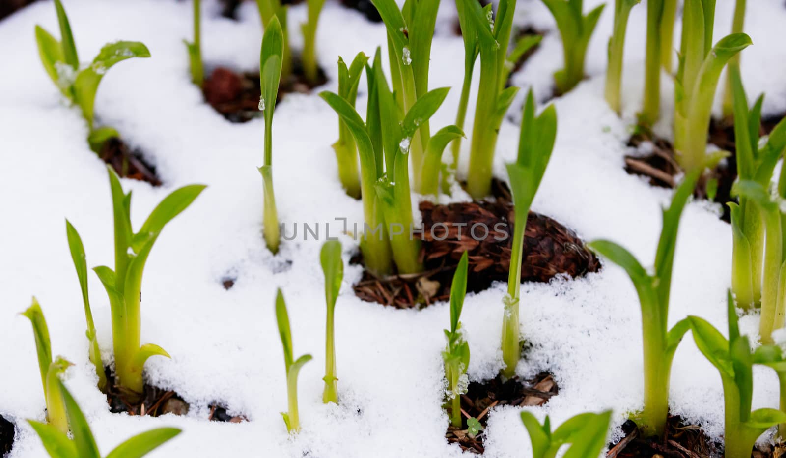 New Daylily growth emerging from the melting snow in the final winter days before spring