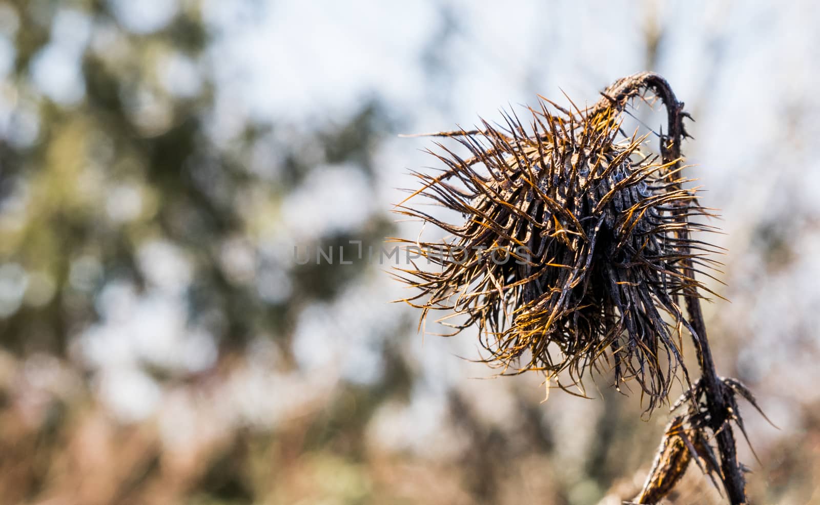 Dead decaying globe thistle standing alone by experiencesnw